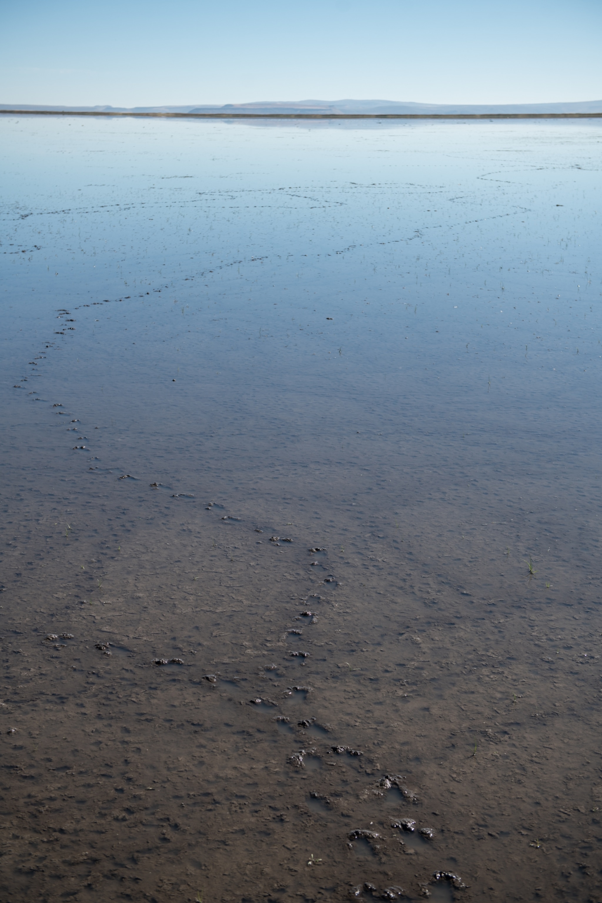 Picture of bird tracks visible in the shallow water of Malheur Lake.