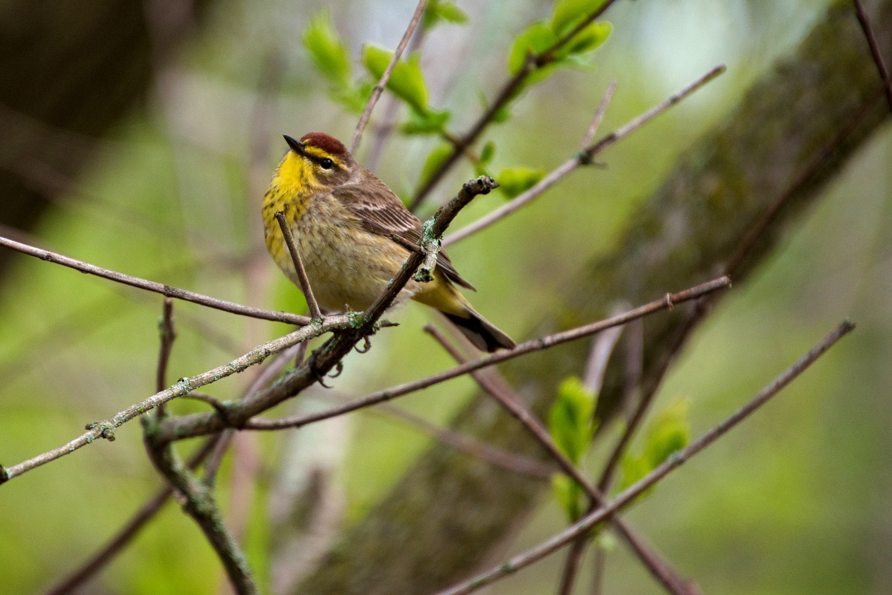 A bird with yellow and brown feathers.