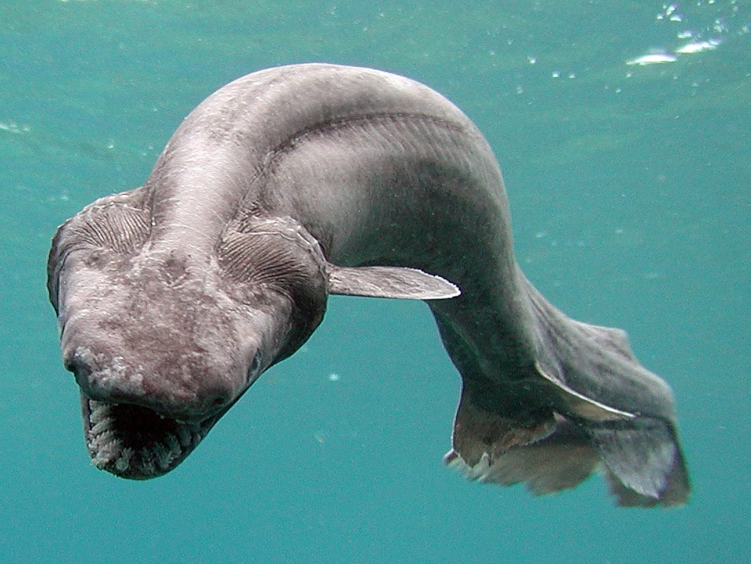 Close-up of a deep-sea frill shark