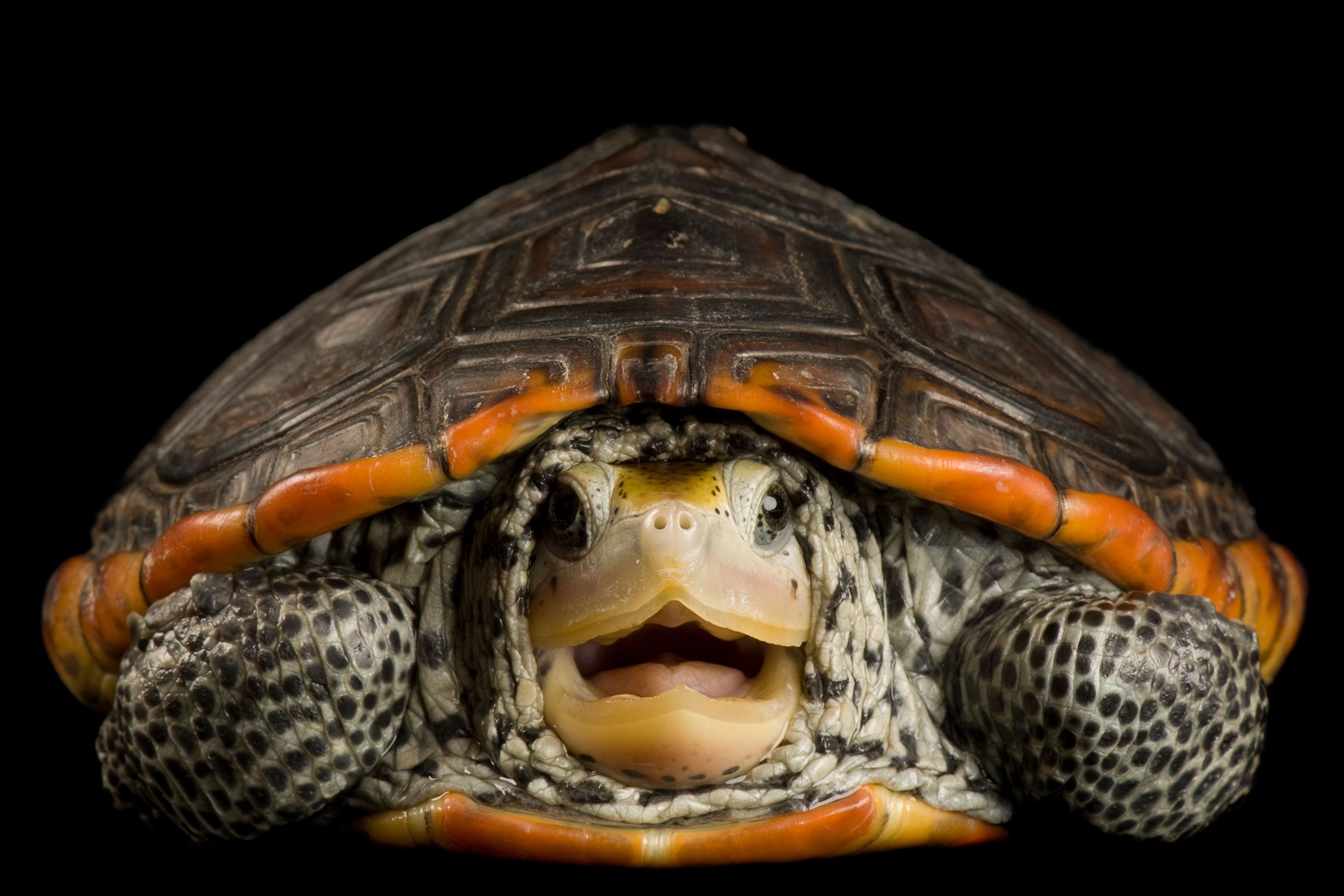 a Mississippi diamondback terrapin