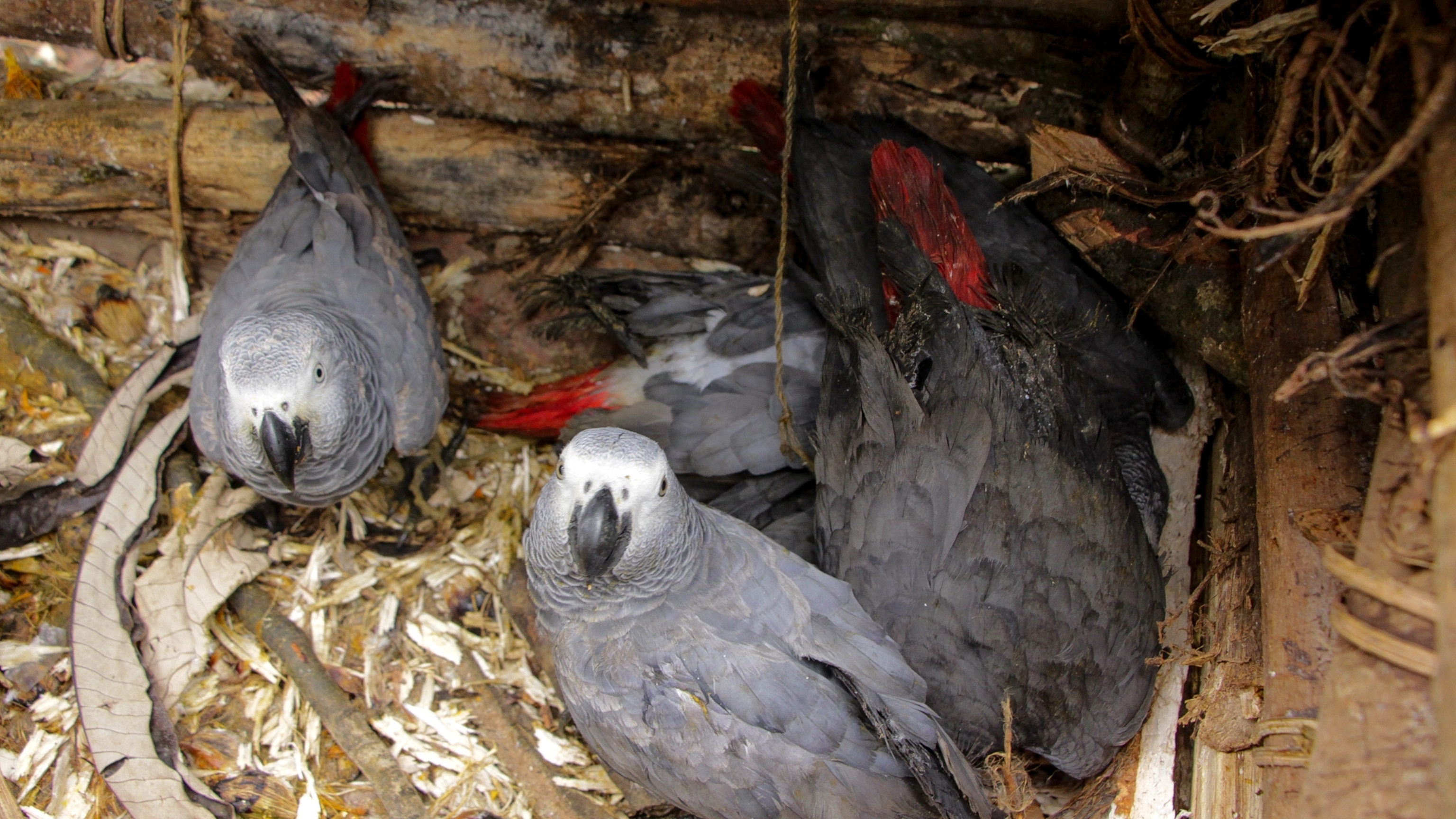 gray birds sitting on hay