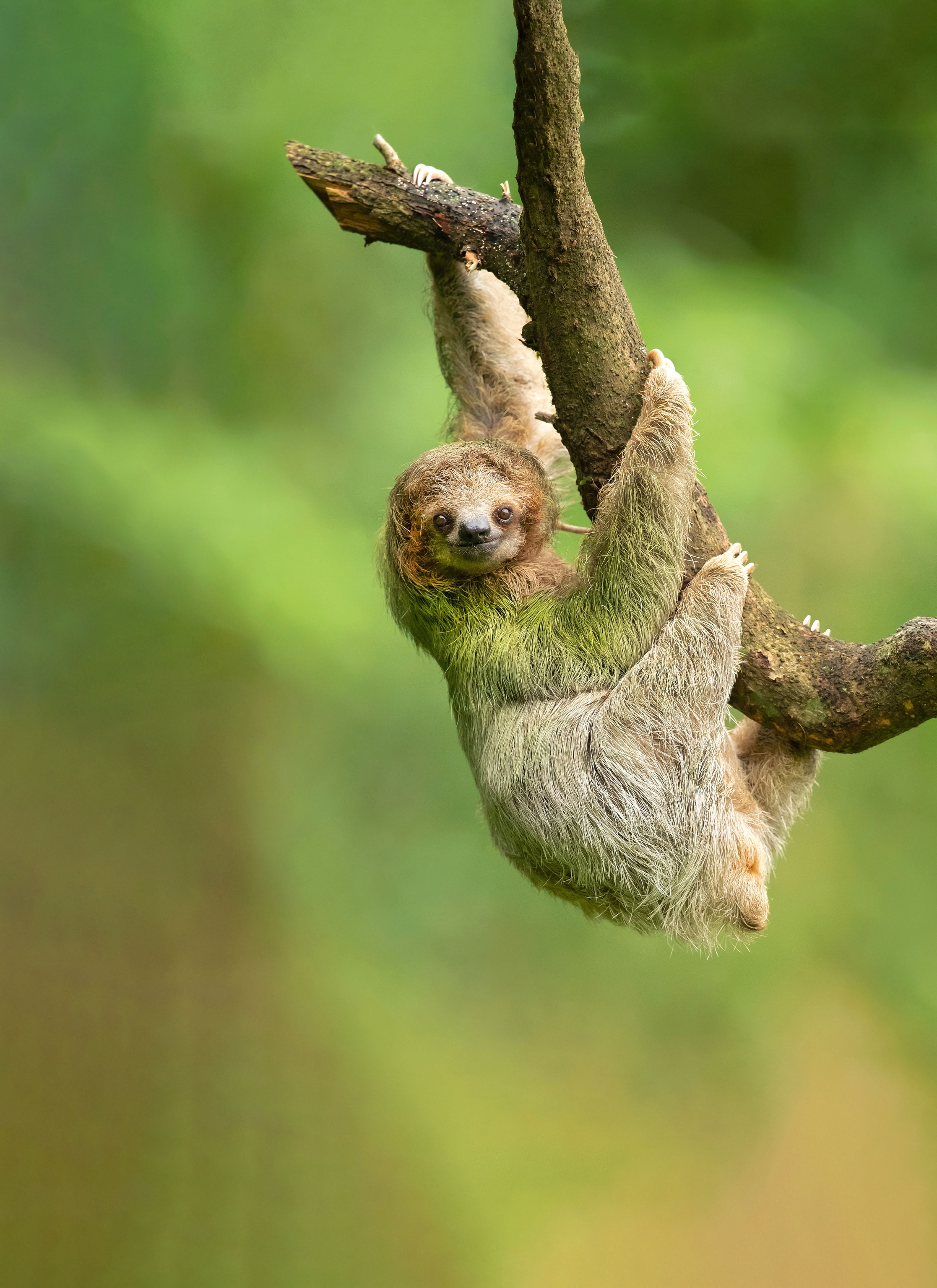 sloth hanging from tree, smiling