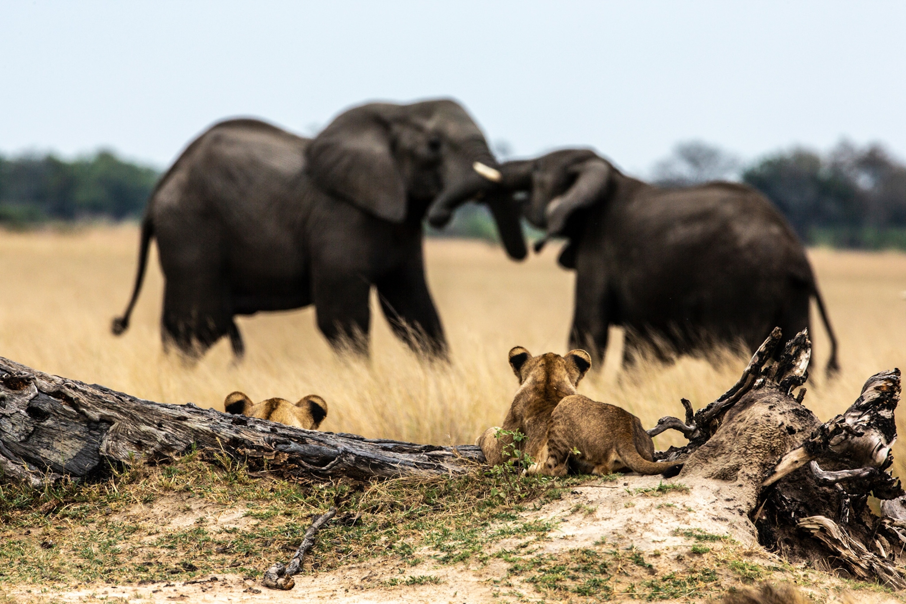 Two lions sit on a log as two elephants trunks meet in battle in the plains.