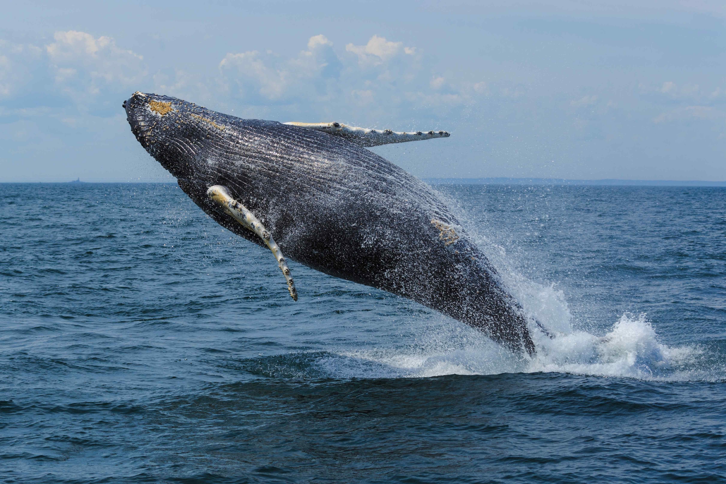 a whale jumping out of water