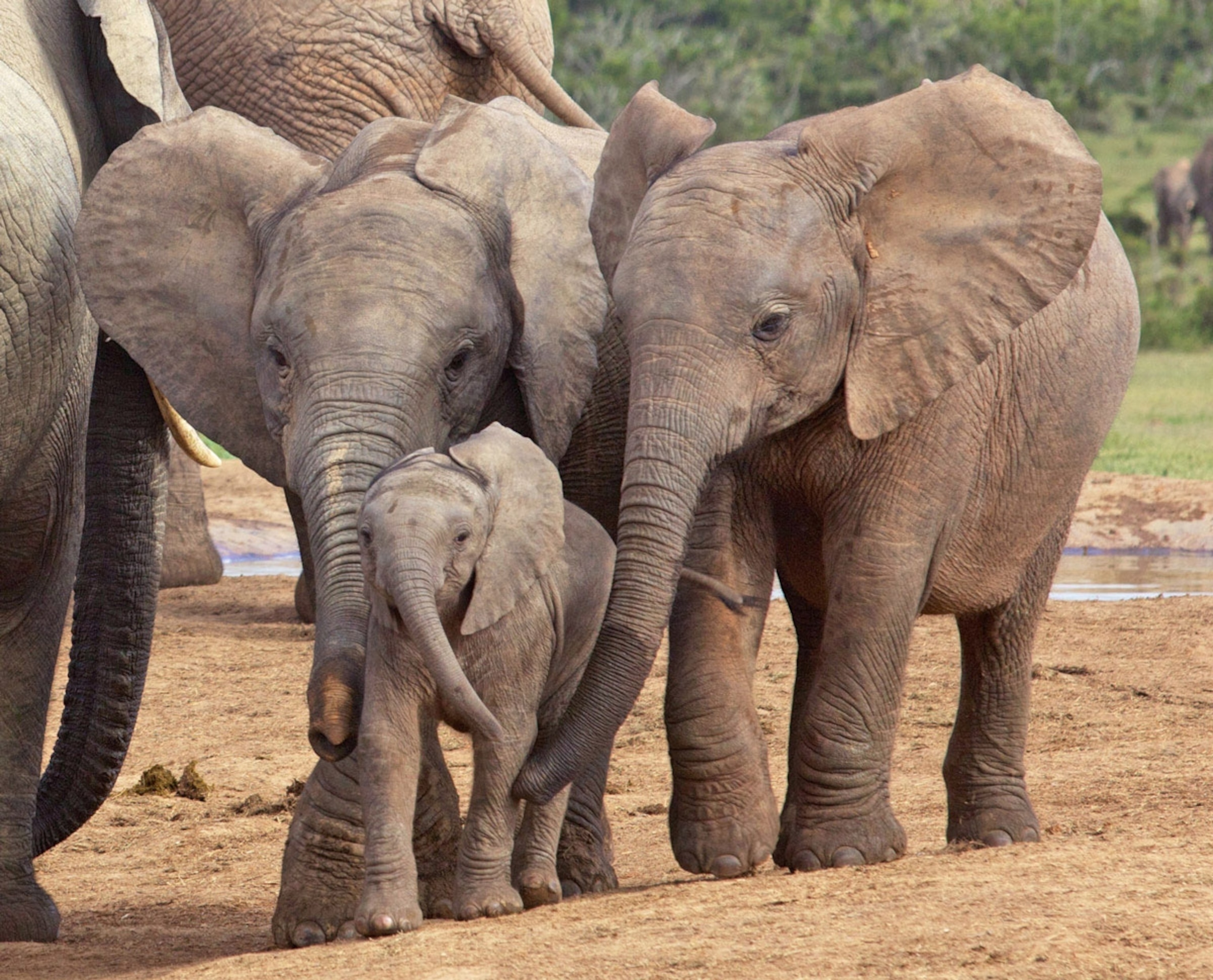 Two juvenile African elephants in South Africa tend to a baby in their herd.