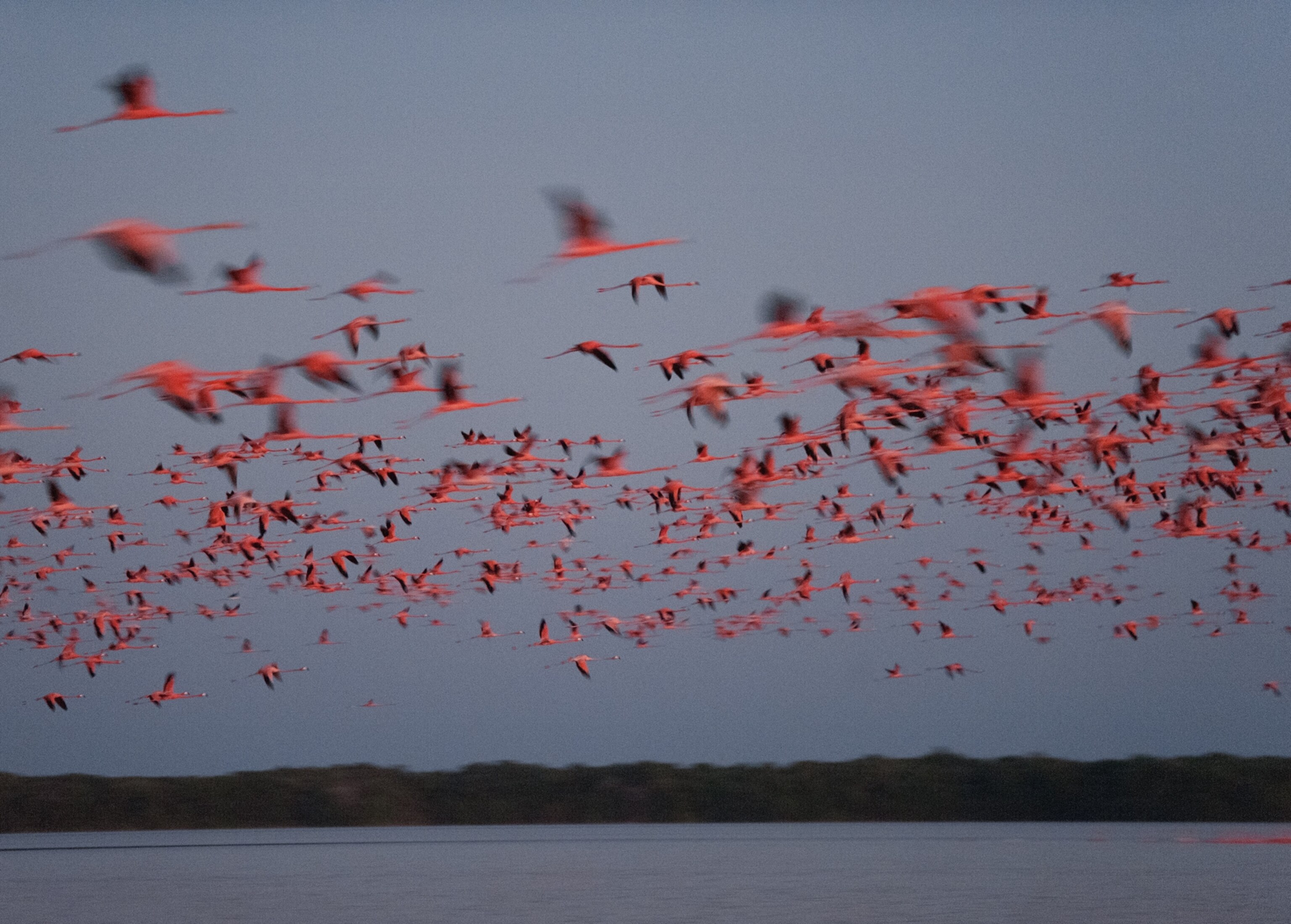 Flamingos at Night
