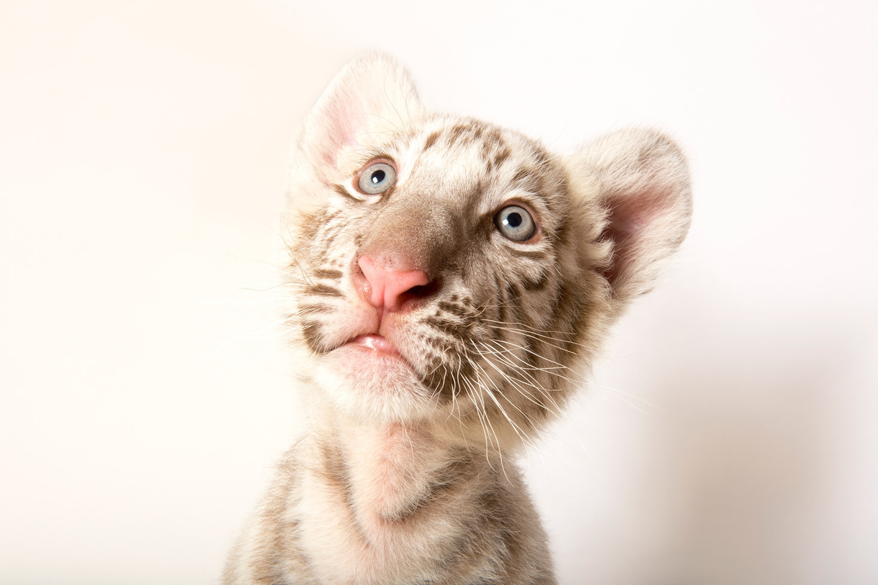 a baby white Begal tiger