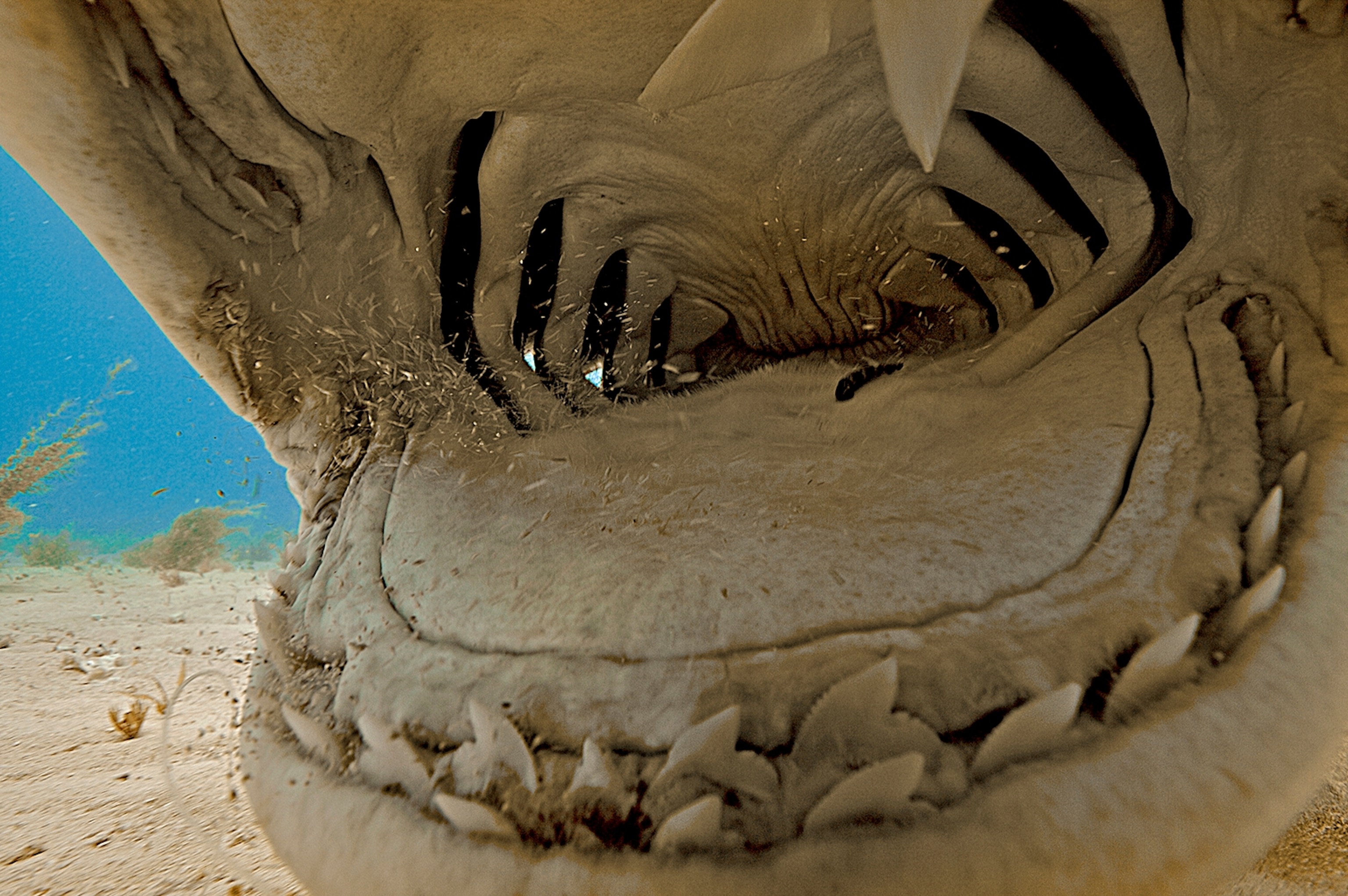 tiger shark