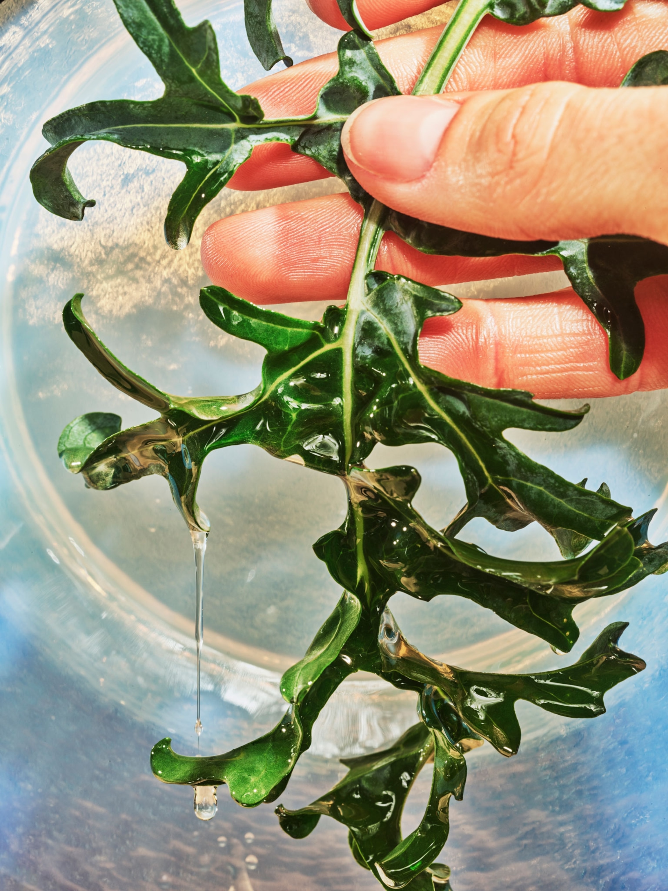 Algae oil, shown dripping from arugula, can be made more sustainably than other oils.