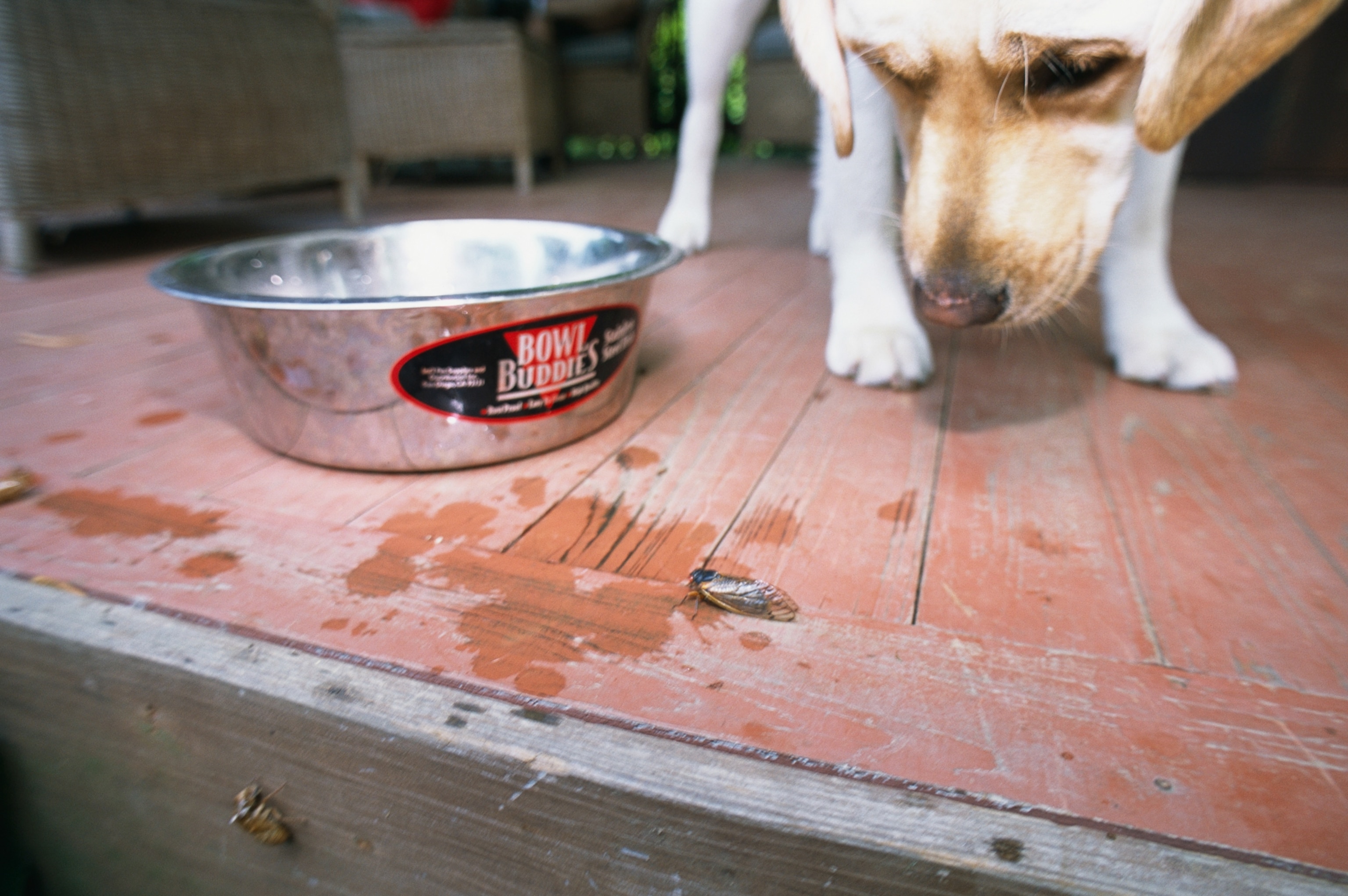 A dog sniffing a cicada