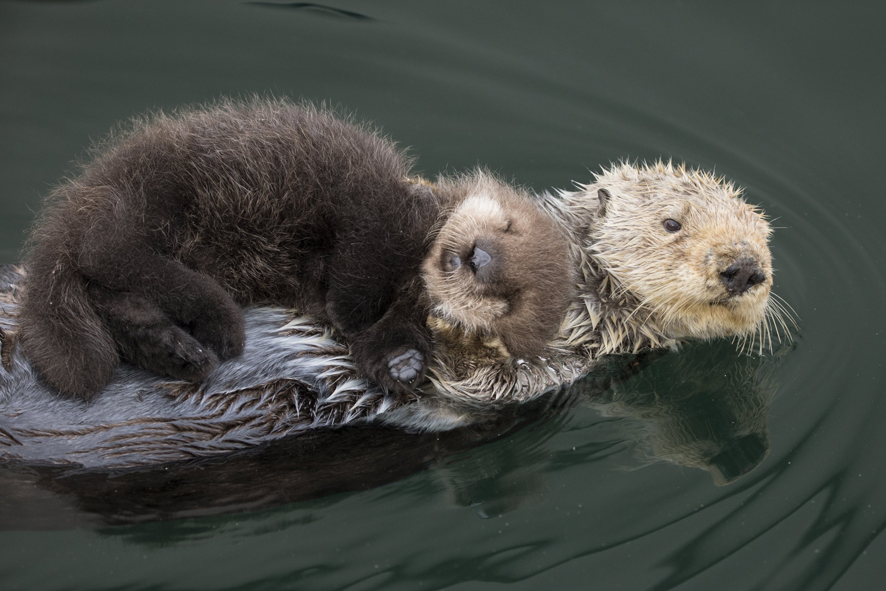 a sea otter pup on top of its mother