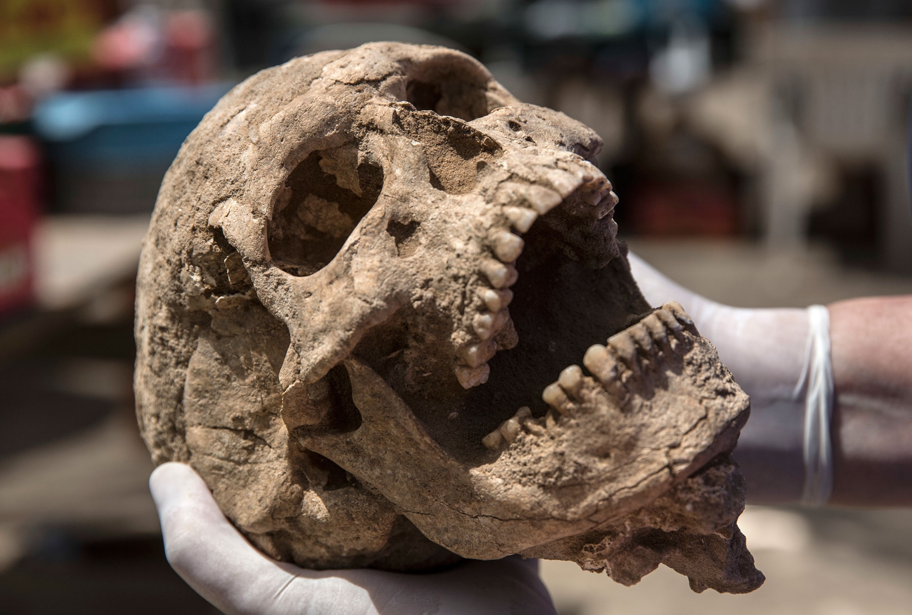 skull from the excavation of the Philistine cemetery
