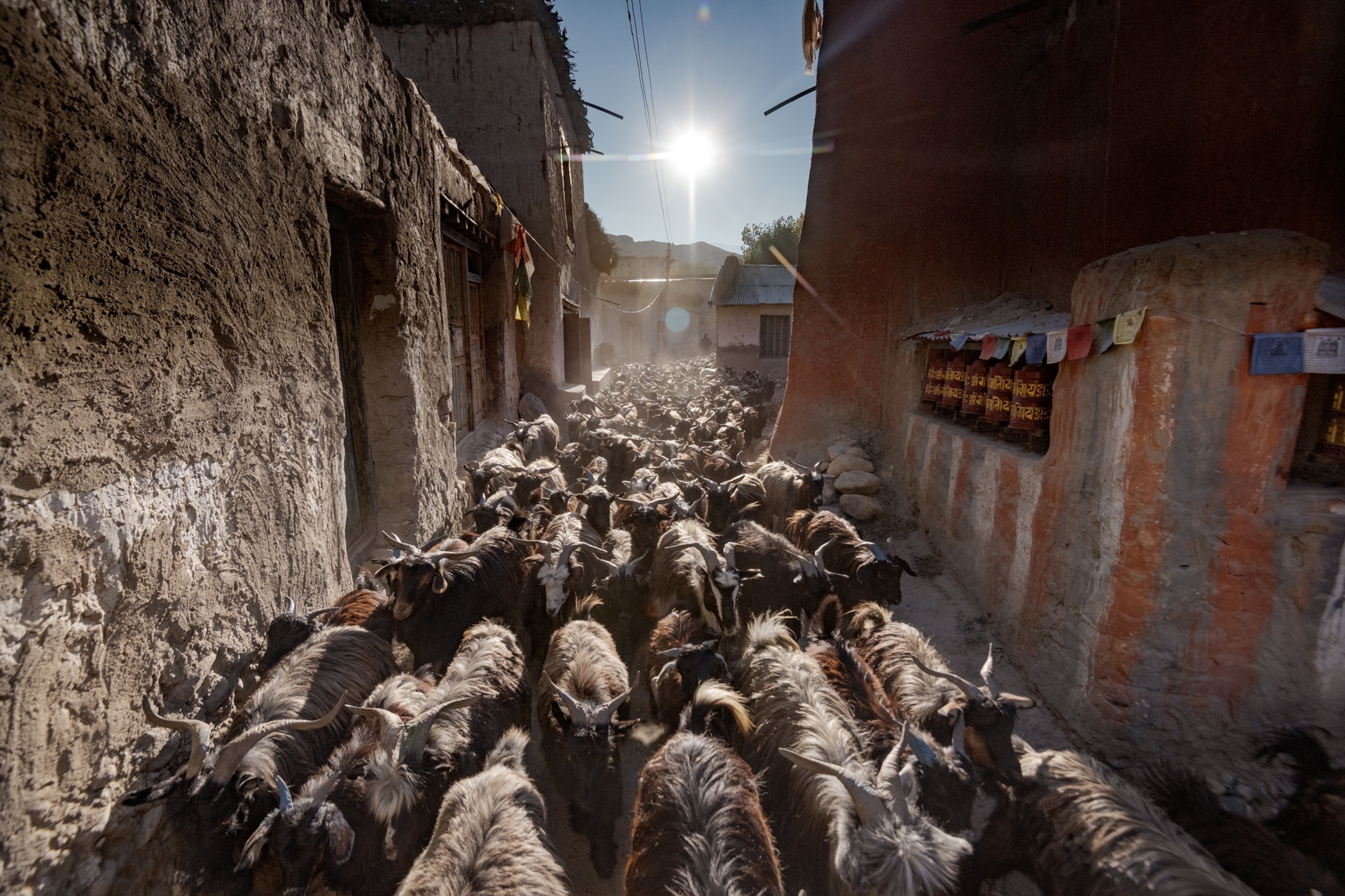 Picture of goats filling a narrow town street.