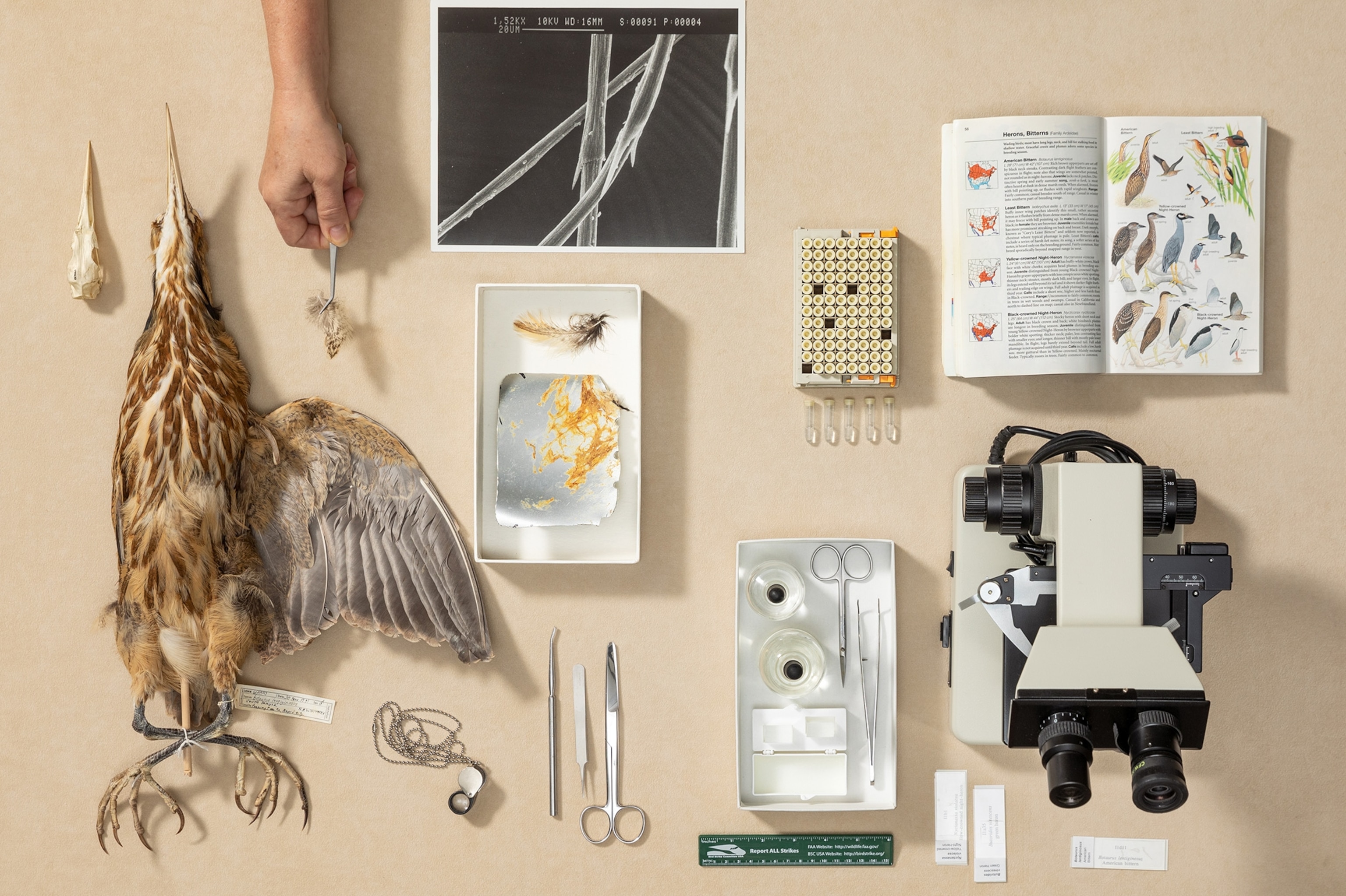 Picture of bird taxidermy with different tools around it.