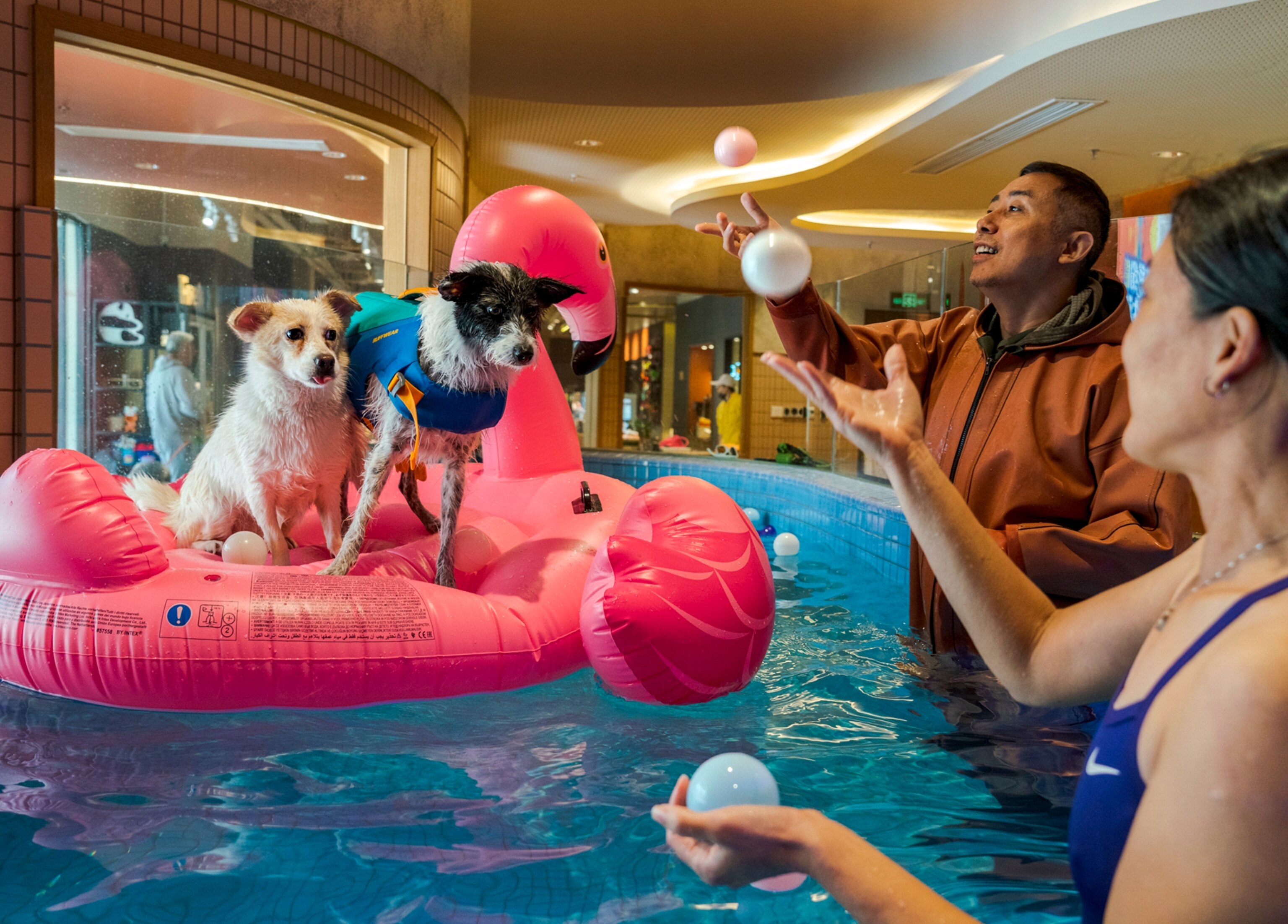Picture of two people in an indoor pool with two small dogs standing on an inflatable flamingo. The people are throwing plastic balls in the air.