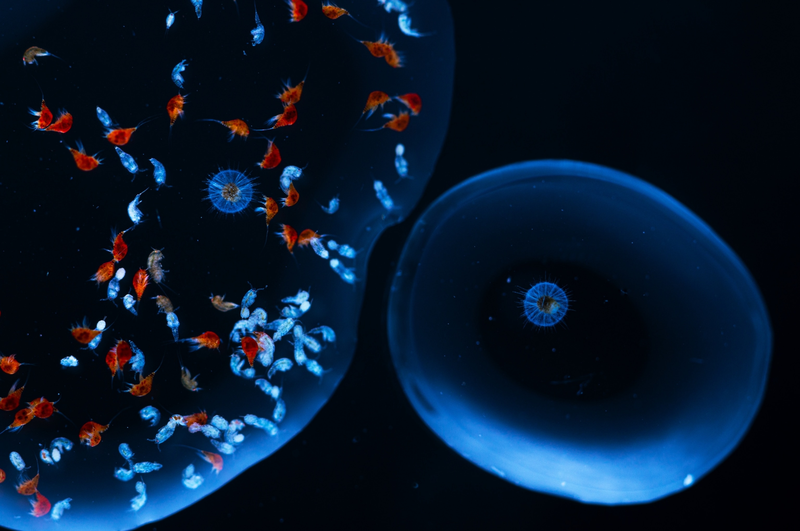 Two radiolarians, measuring about 700 microns across, drift inside sea water droplets. The one on the left, surrounded by a swarm of copepods. Radiolarians are planet-like, open-ocean protozoans armoured with a filigree spherical skeleton made of silica designed to protect their soft bodies from predators. Because they have been roaming in the ocean since the paleozoic, scientists use the deposit of their skeletons in the marine sediments to read the story of climate in our planet.