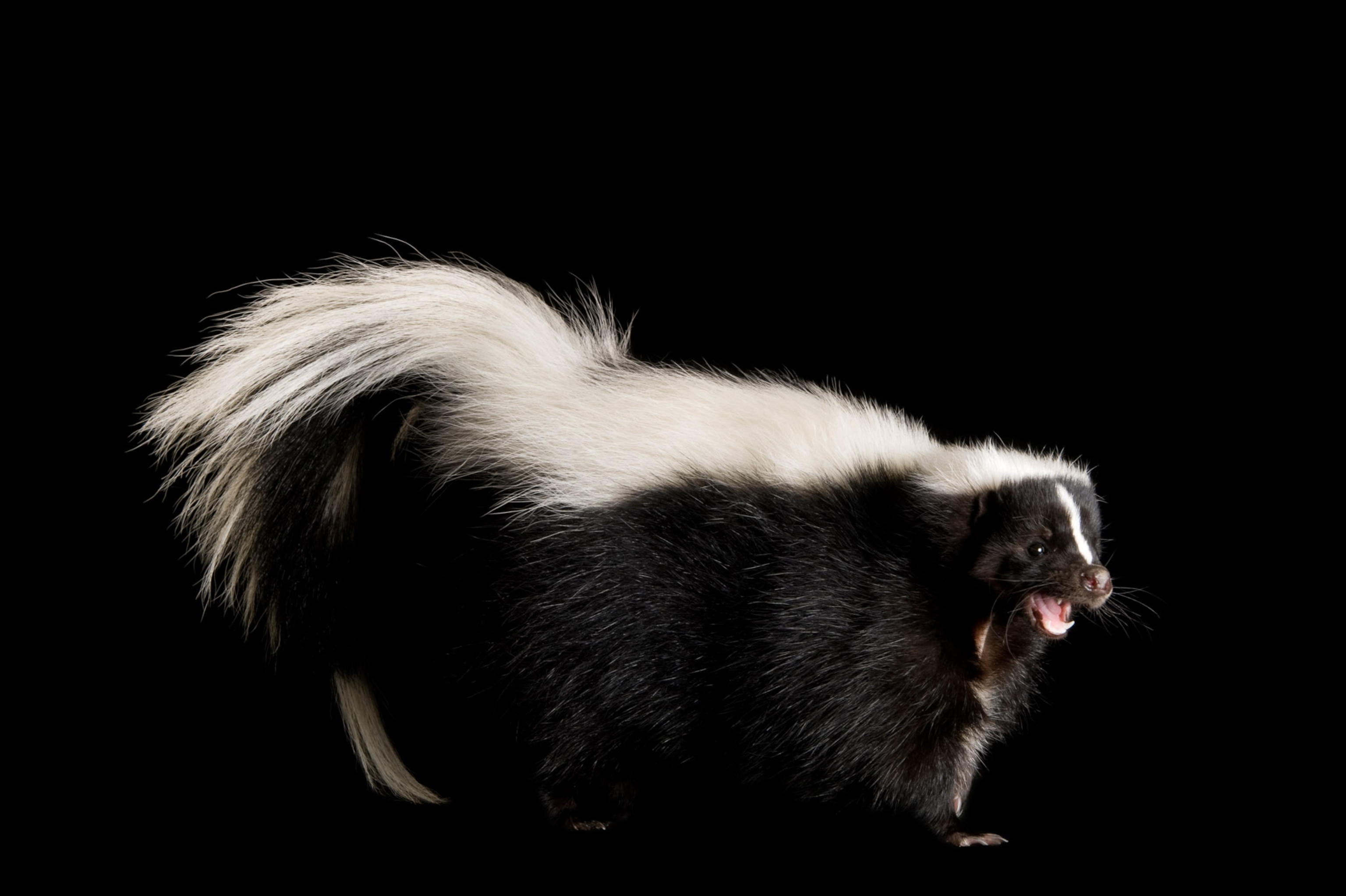 A skunk with a solid white stripe on it's back on a black background.