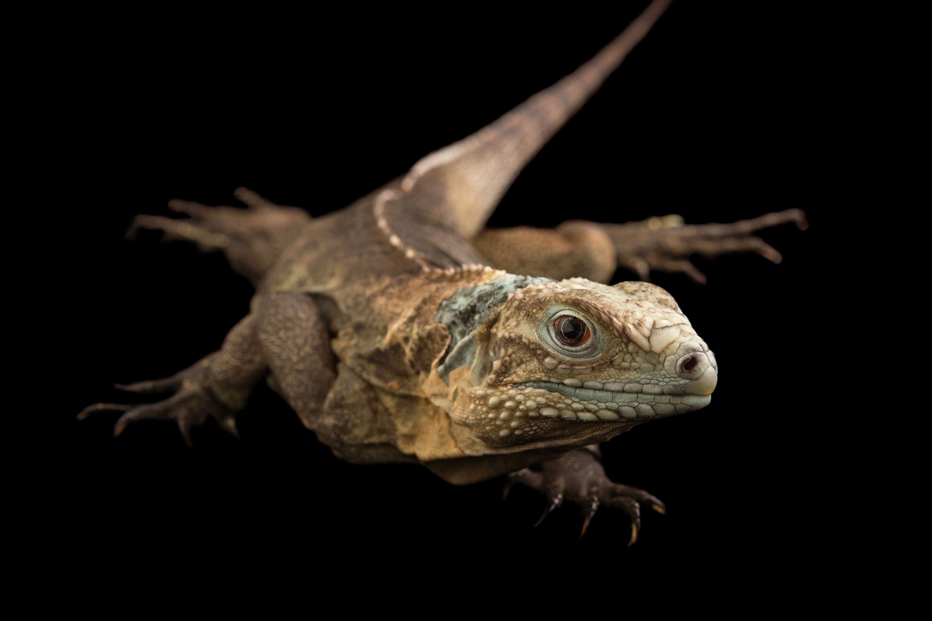 a blue iguana