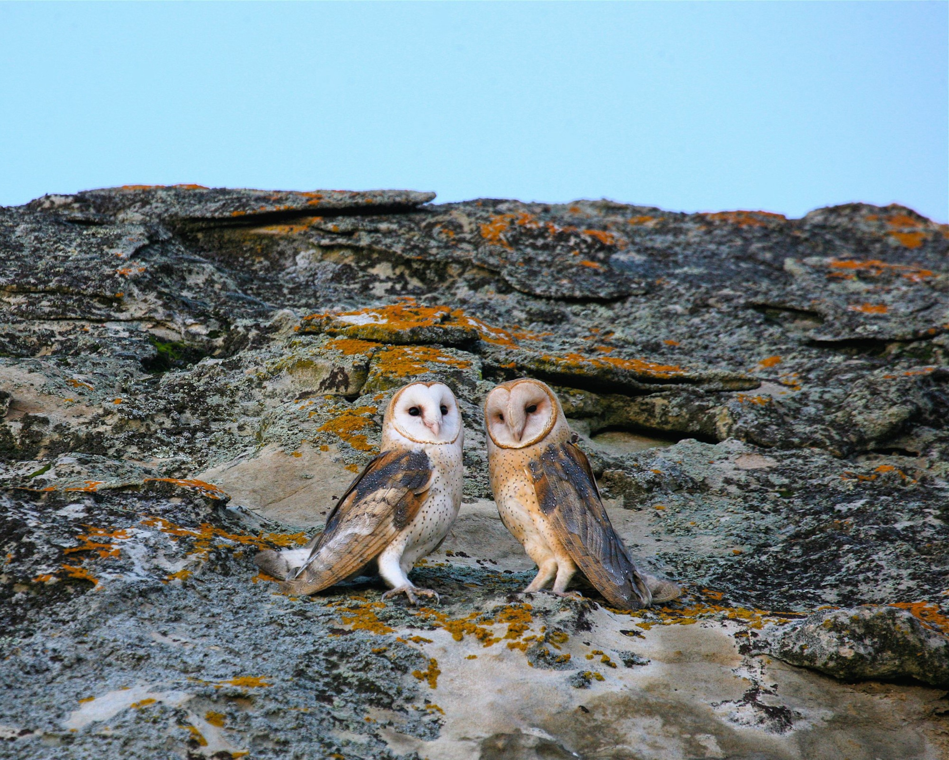 owls