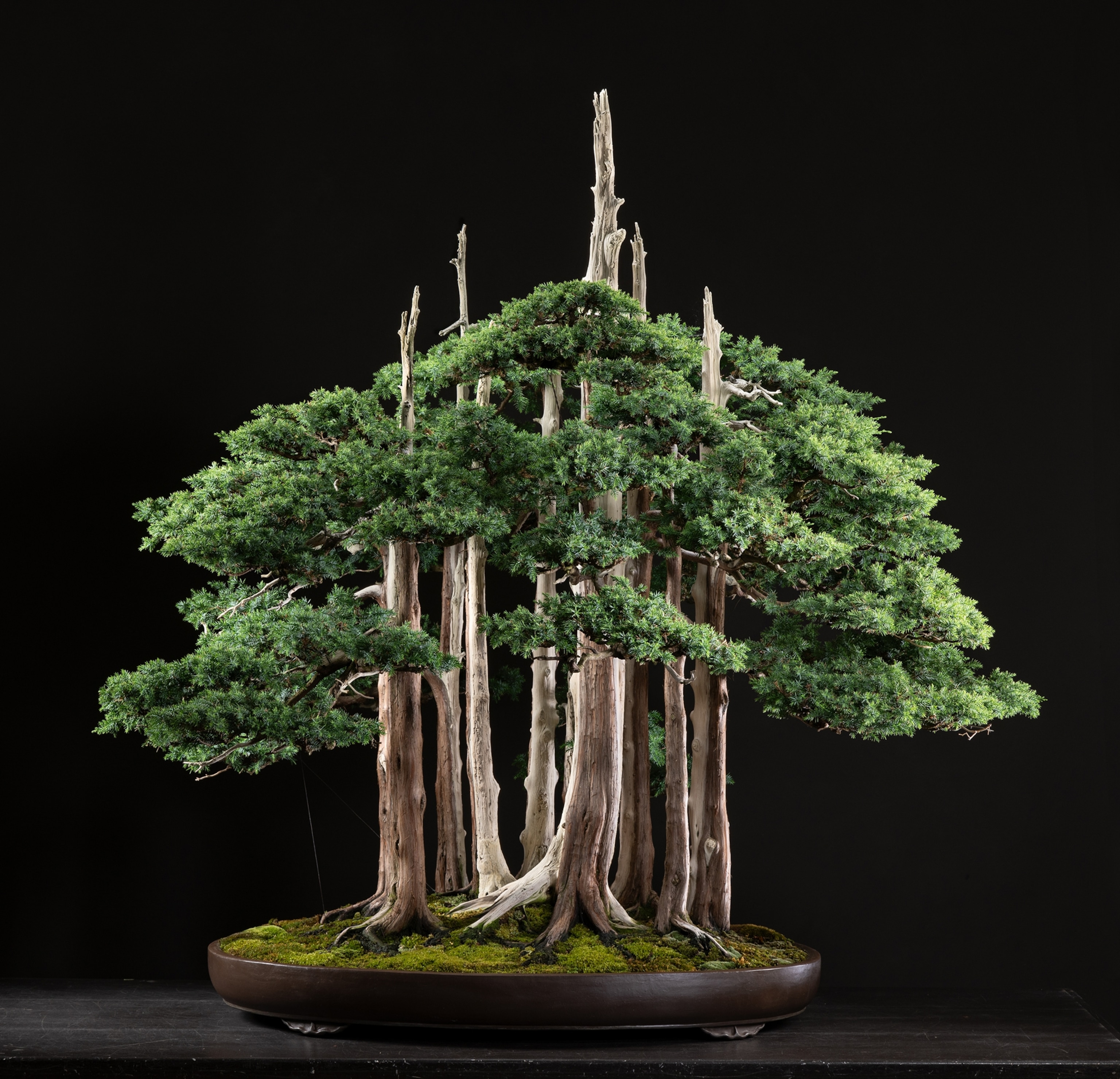 The group of trees growing in the shallow pot.