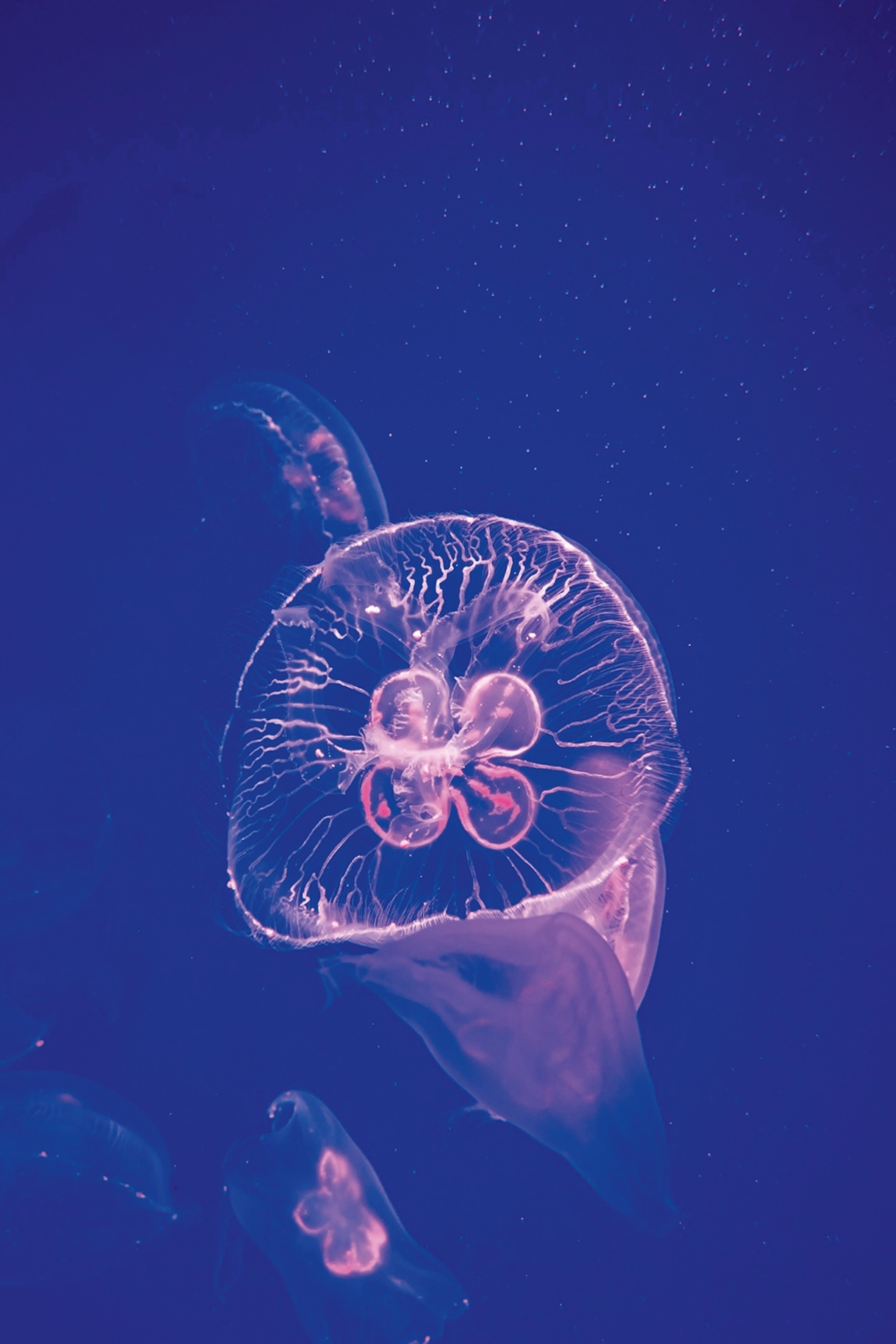 An underwater close-up of an illuminated and translucent jelly fish.