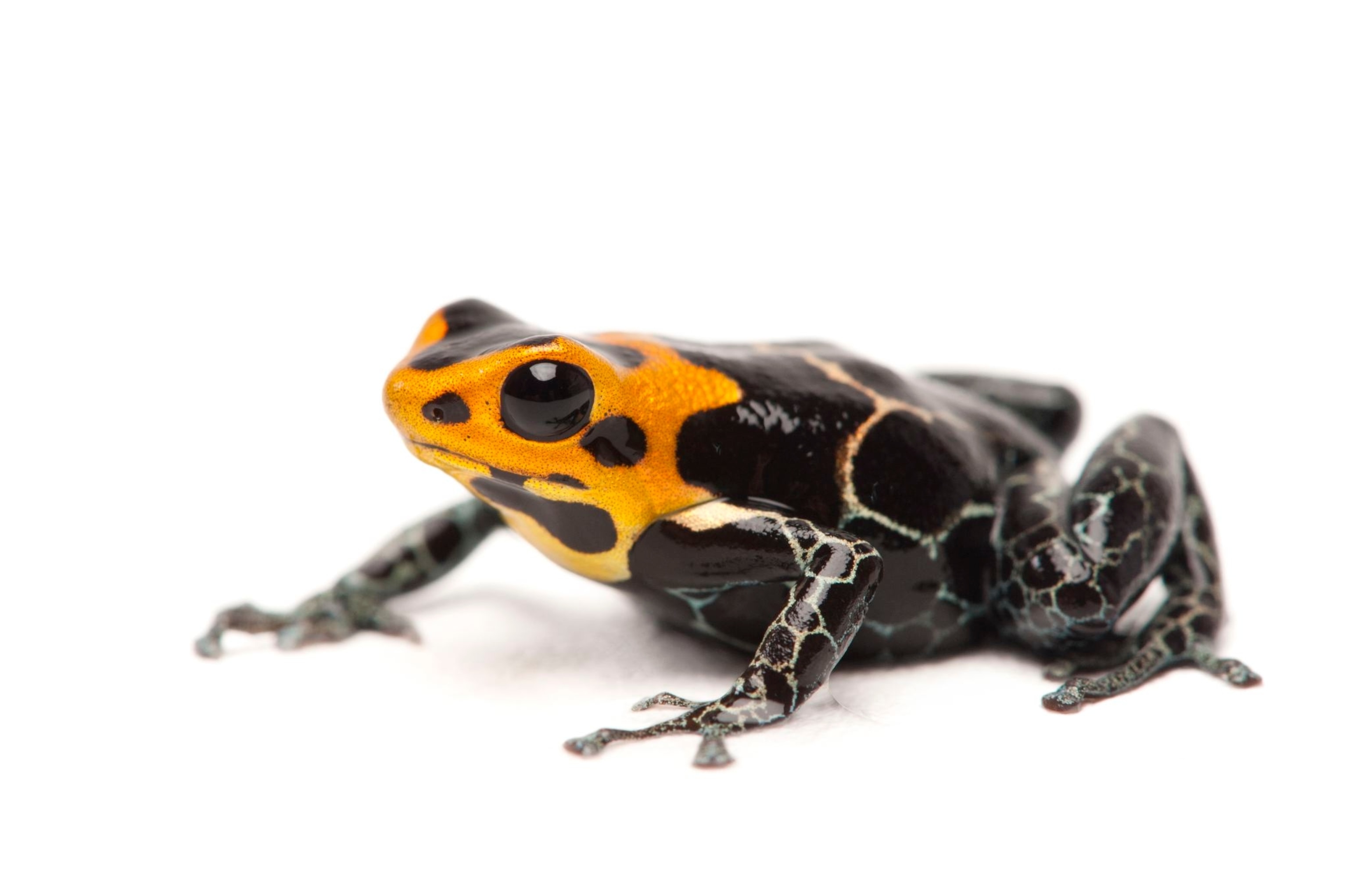 a red-headed poison frog
