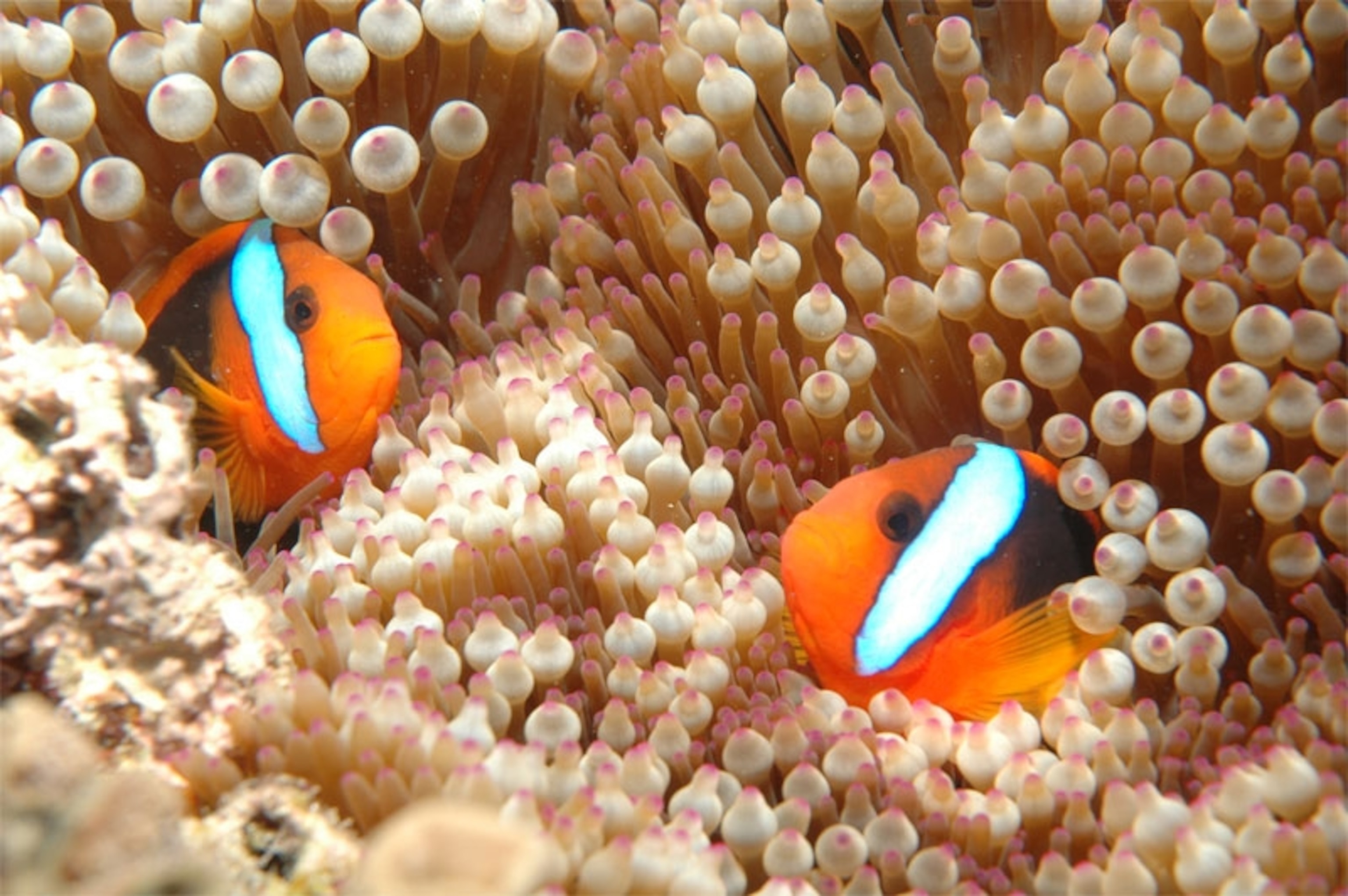 clownfish