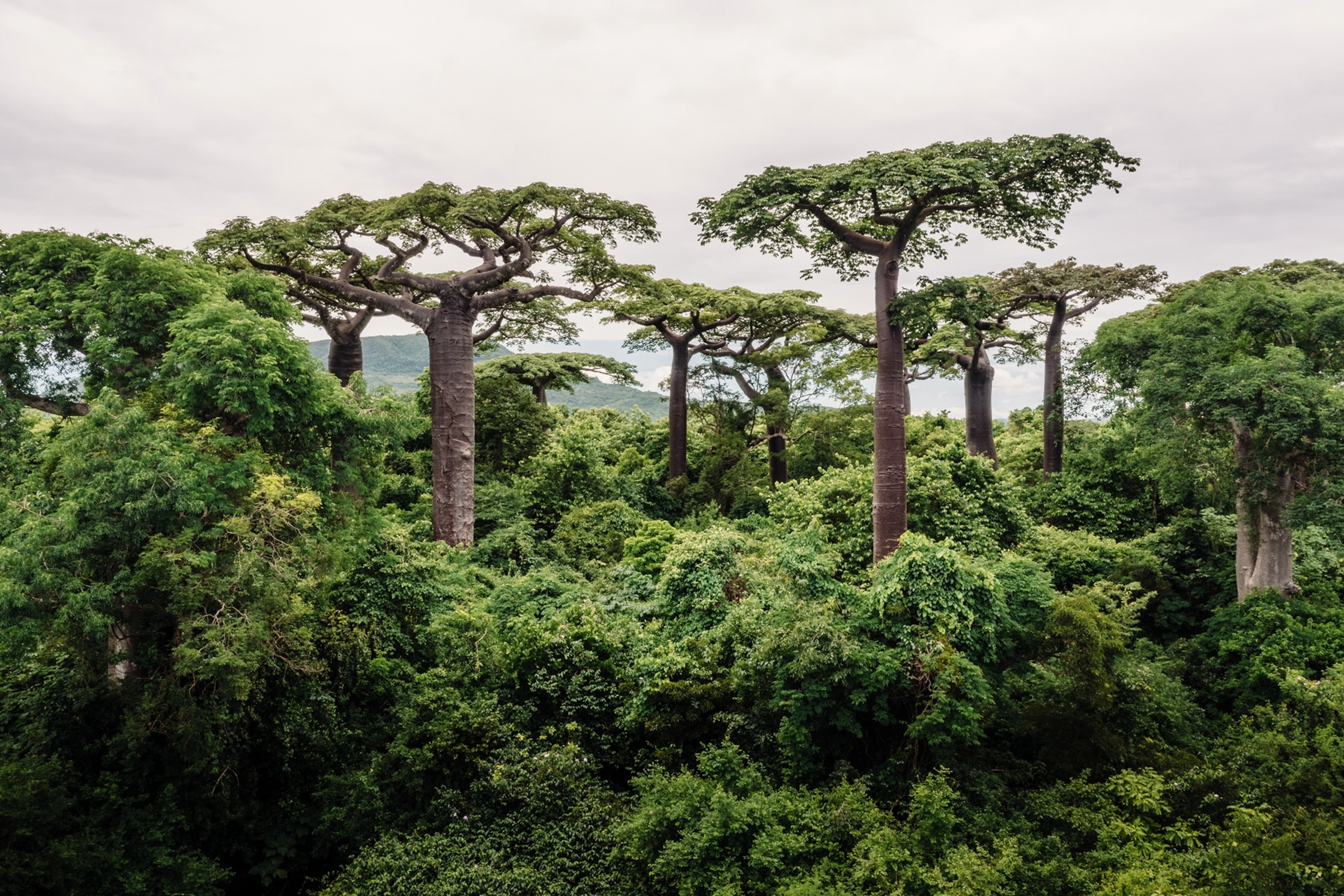 Baobab tree tops