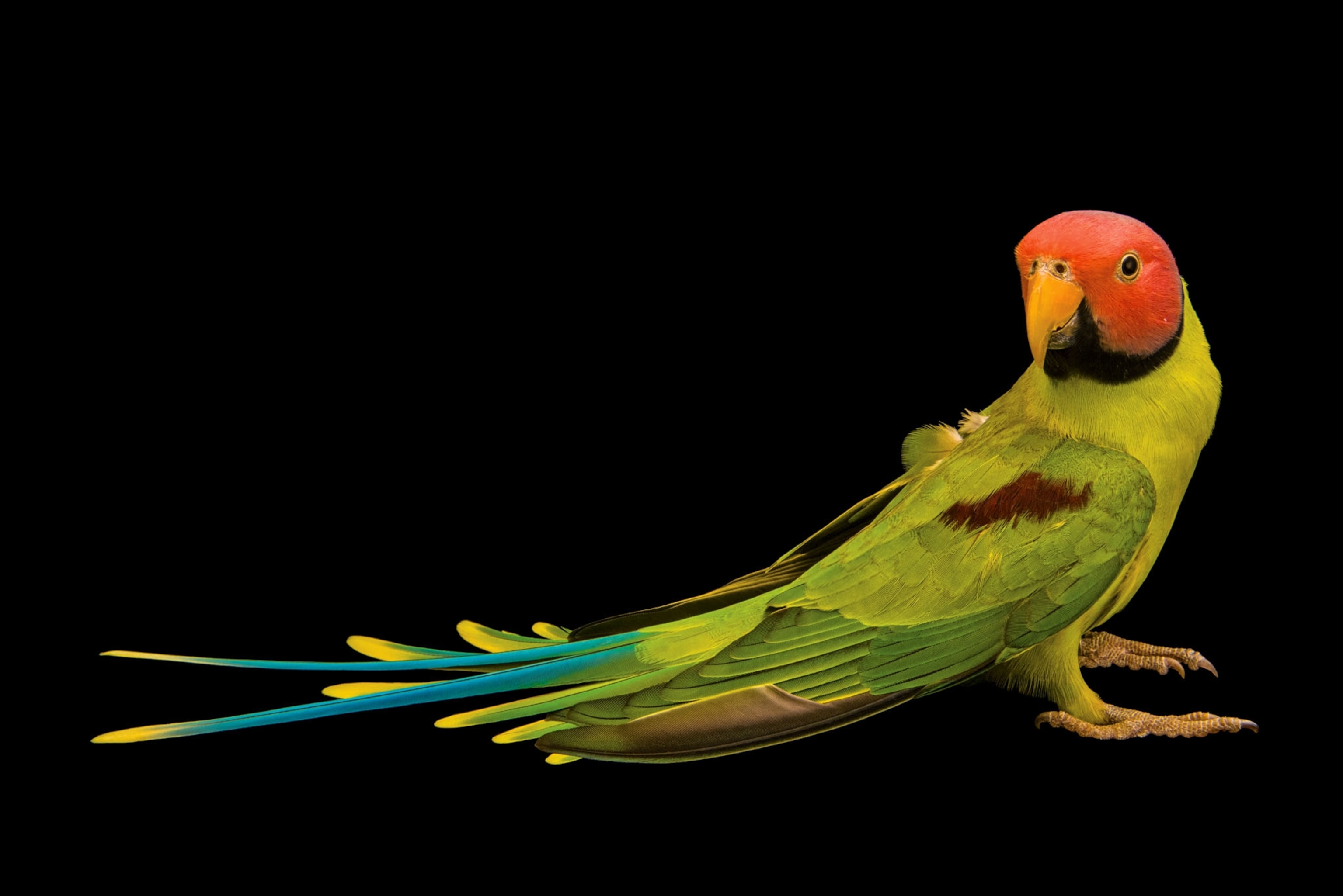 a parrot with a red feathered head and green blue feathered body on a black background
