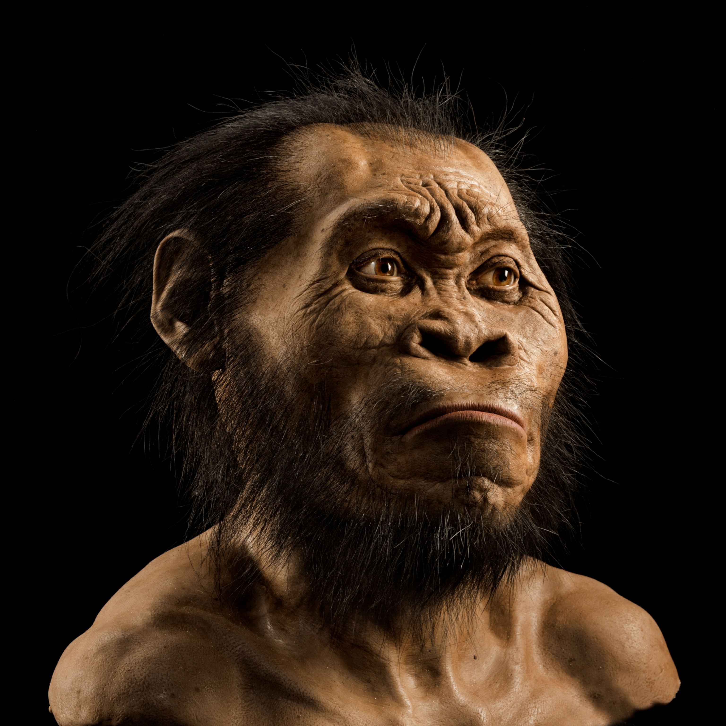 A reconstruction of Homo naledi