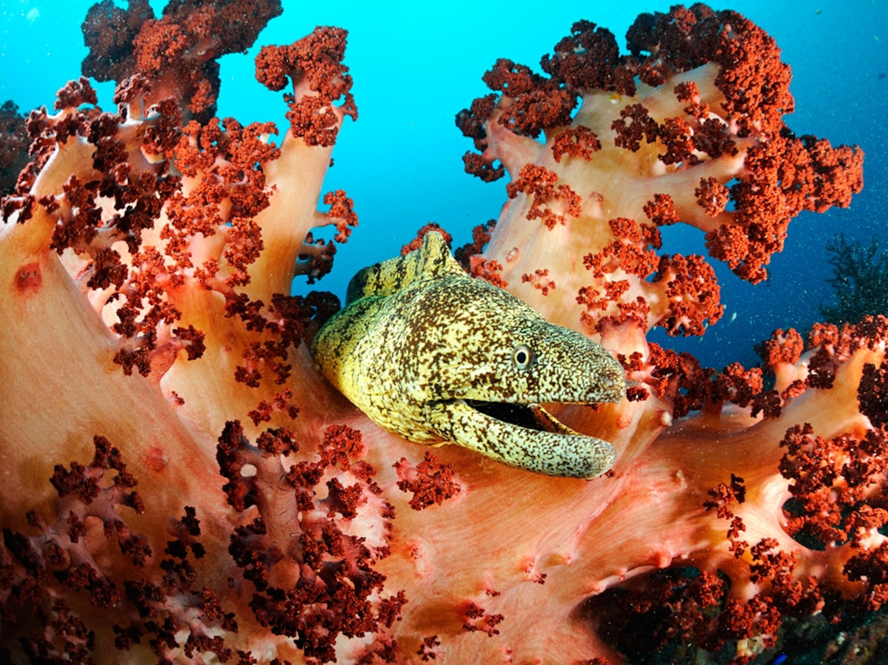 A moray eel