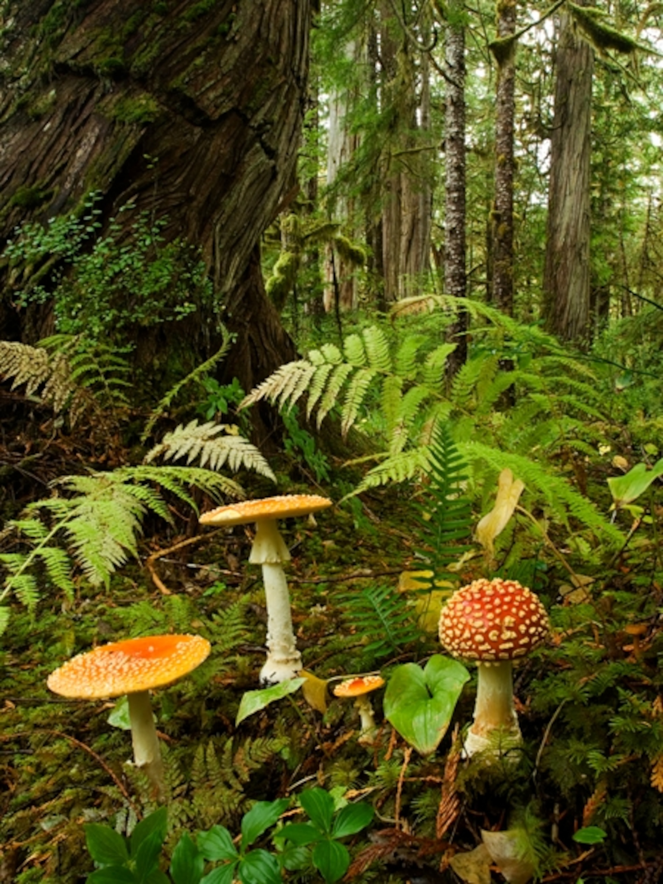 Mushrooms growing in temperate coastal rain forest, British Columbia