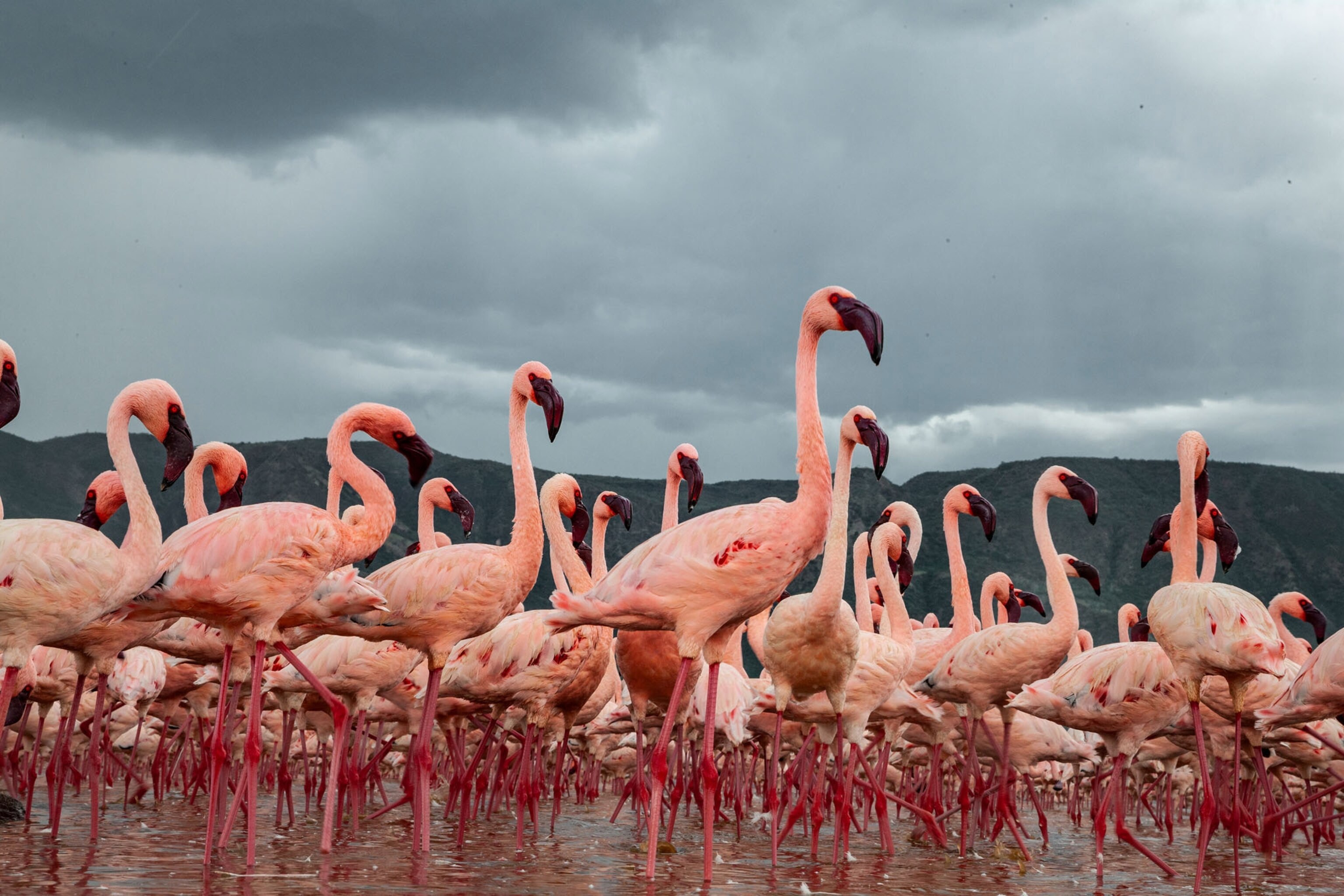 flamingoes in Lake Bogoria in Kenya