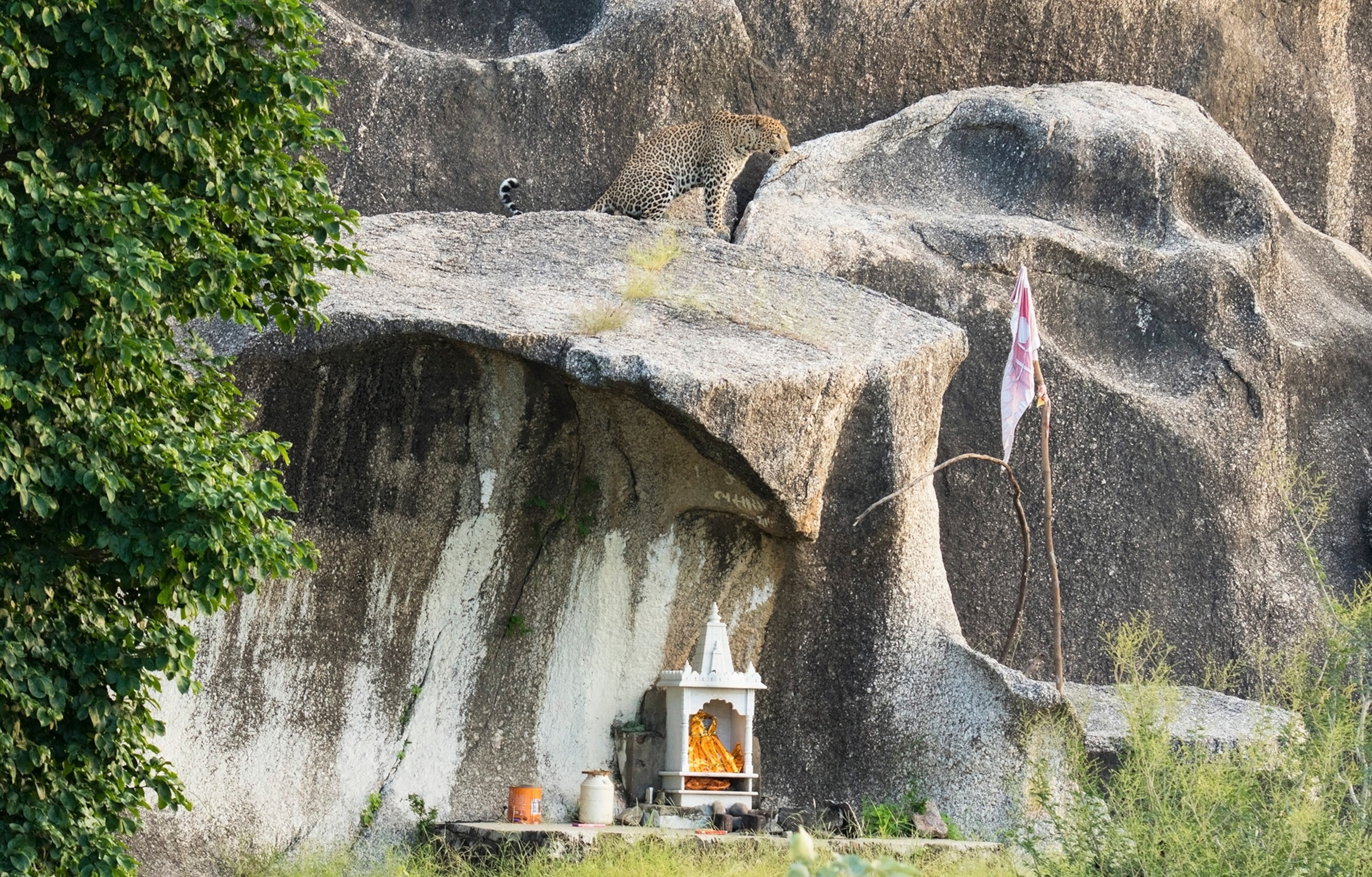 a leopard in India