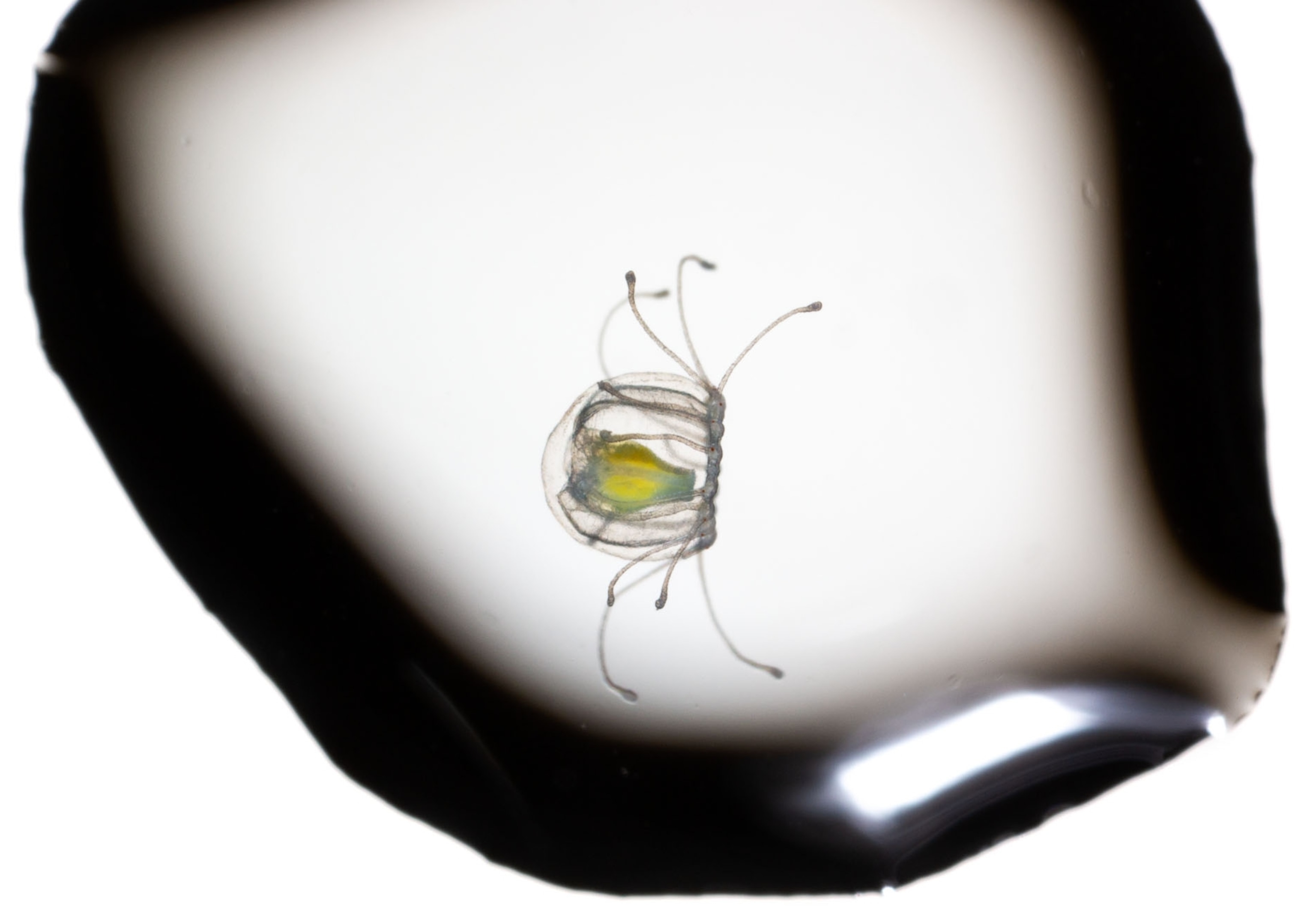 a very small yellow jellyfish in a droplet on a white background
