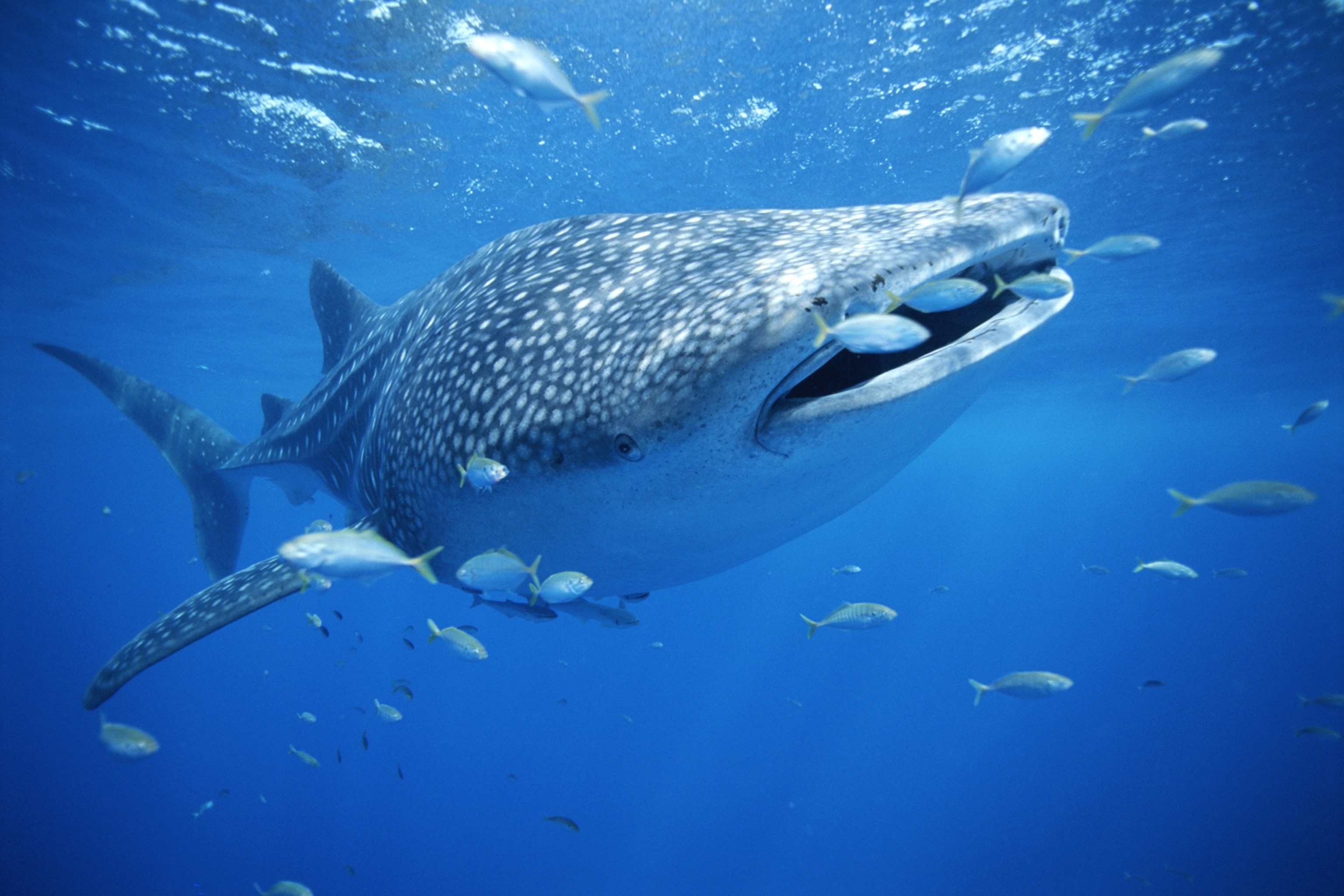 a whale shark