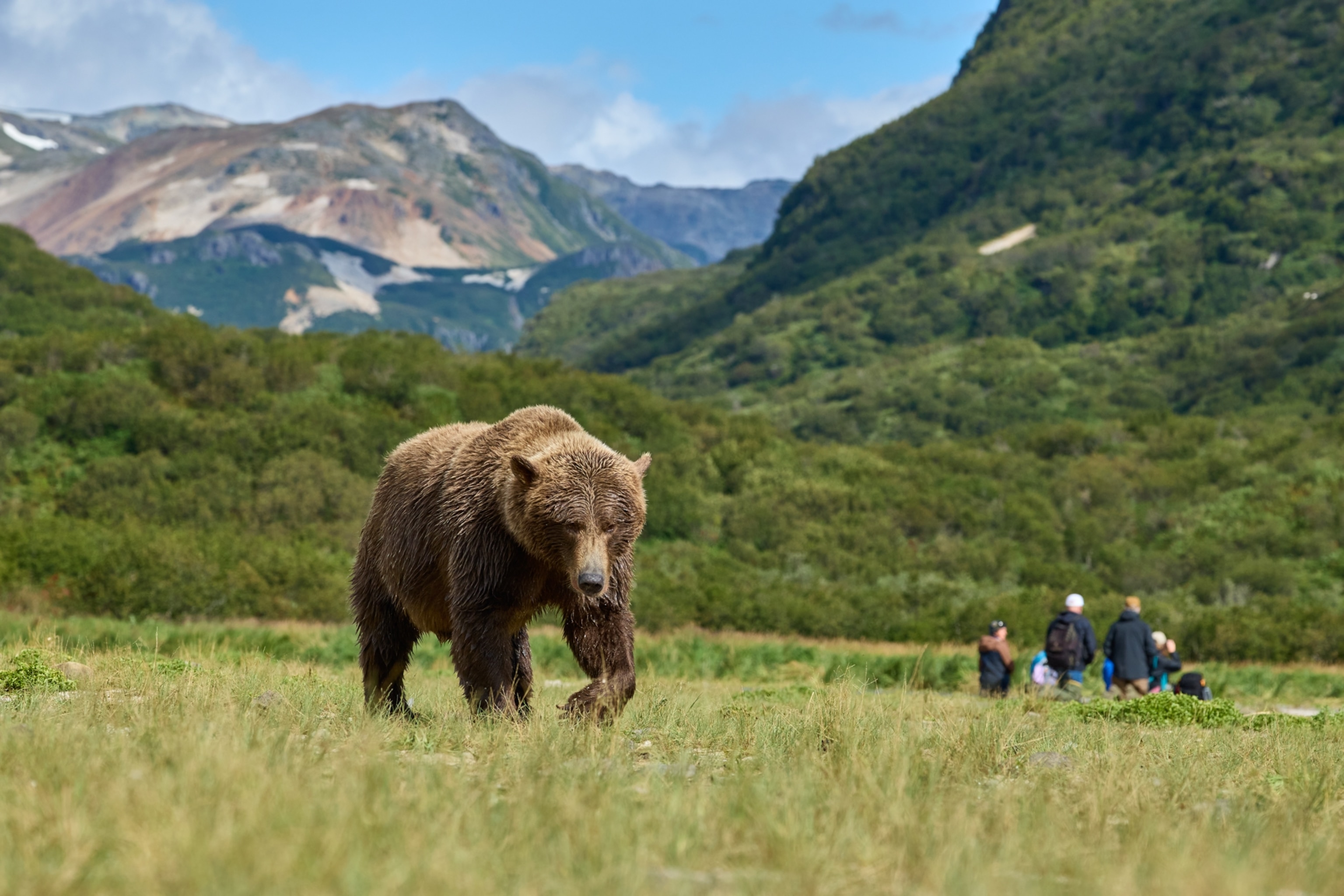 A bear walks through a green field.