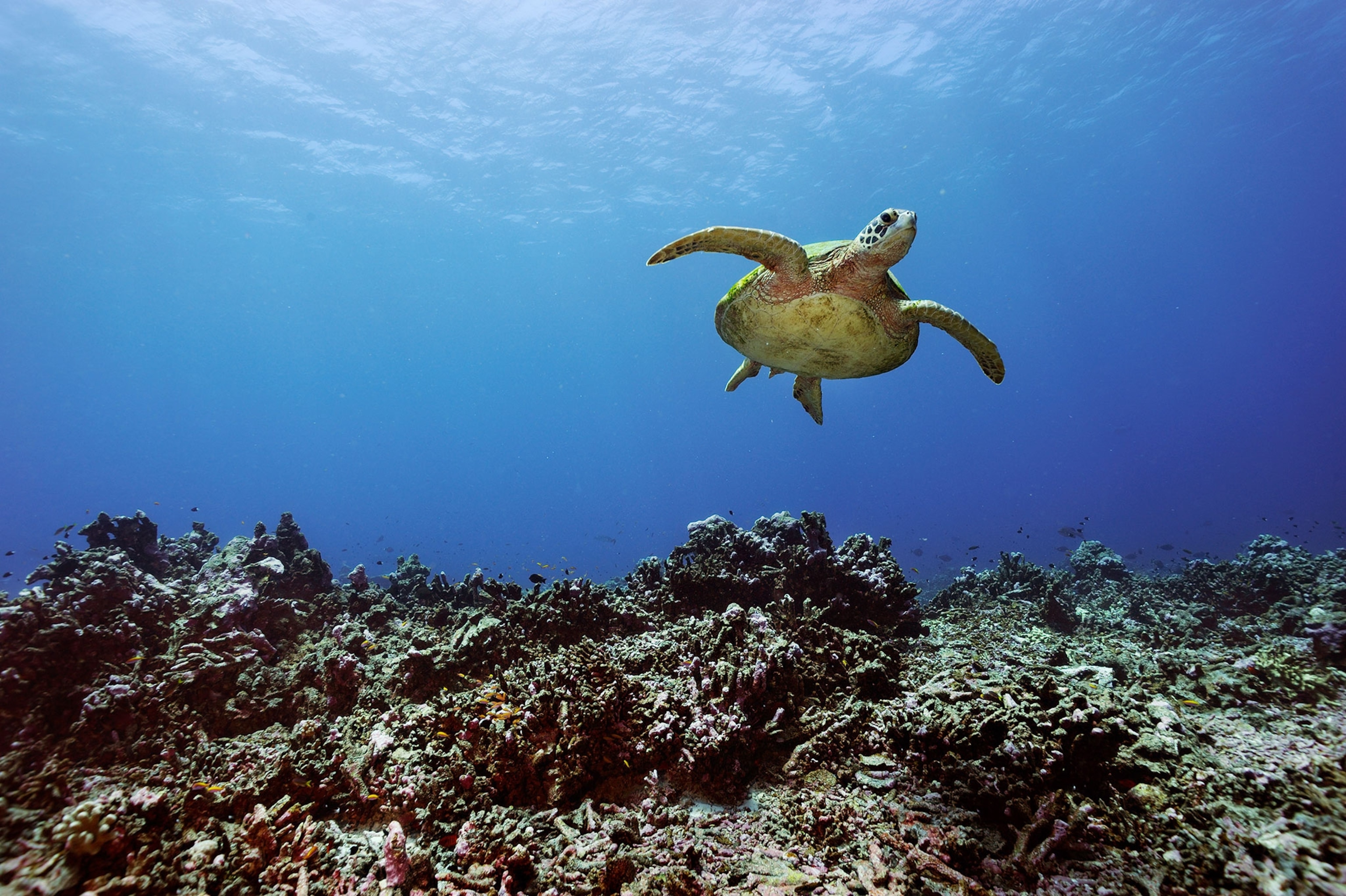a green sea turtle swimming over coral near the Phoenix Islands