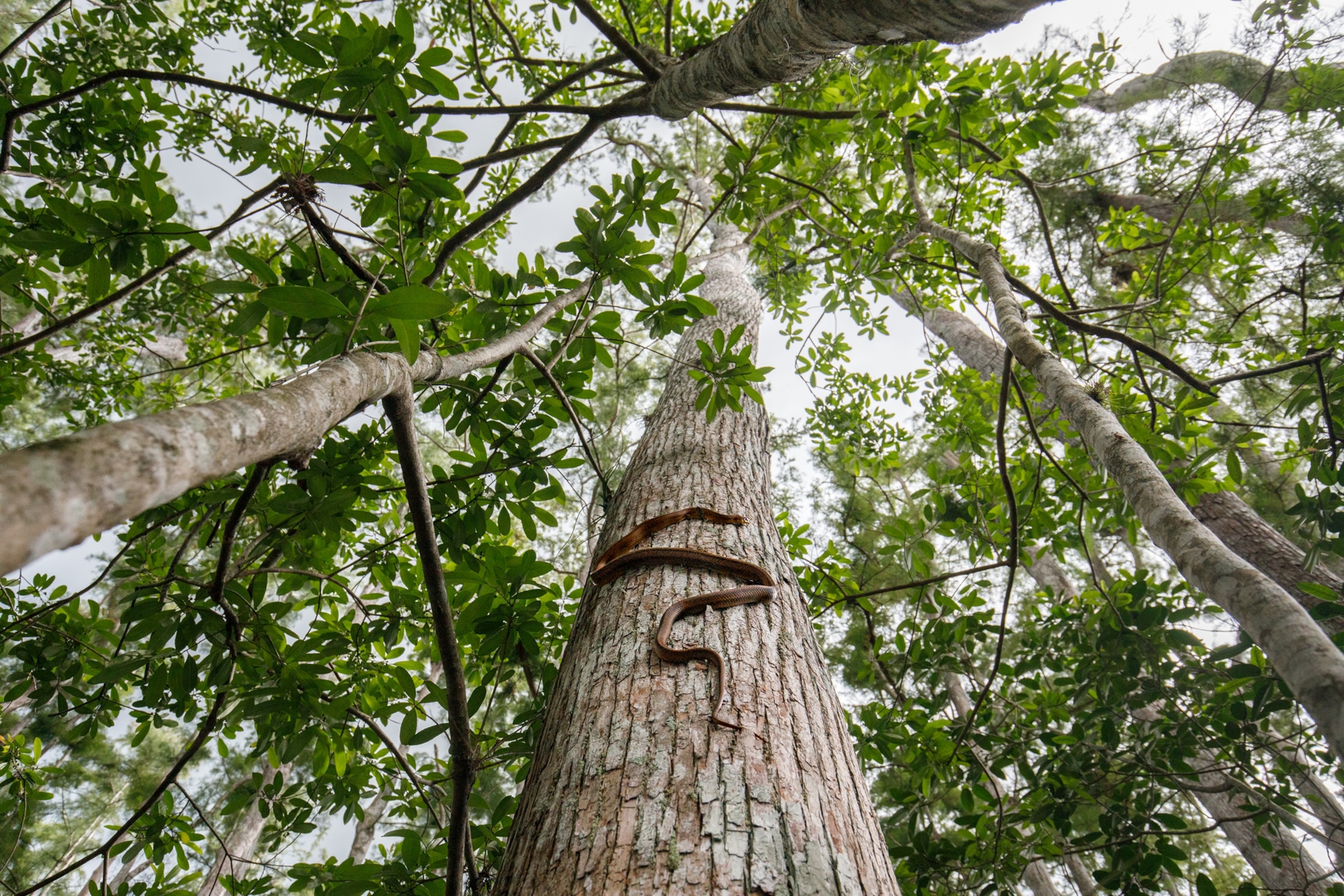 Snake on vertical tree trunk.