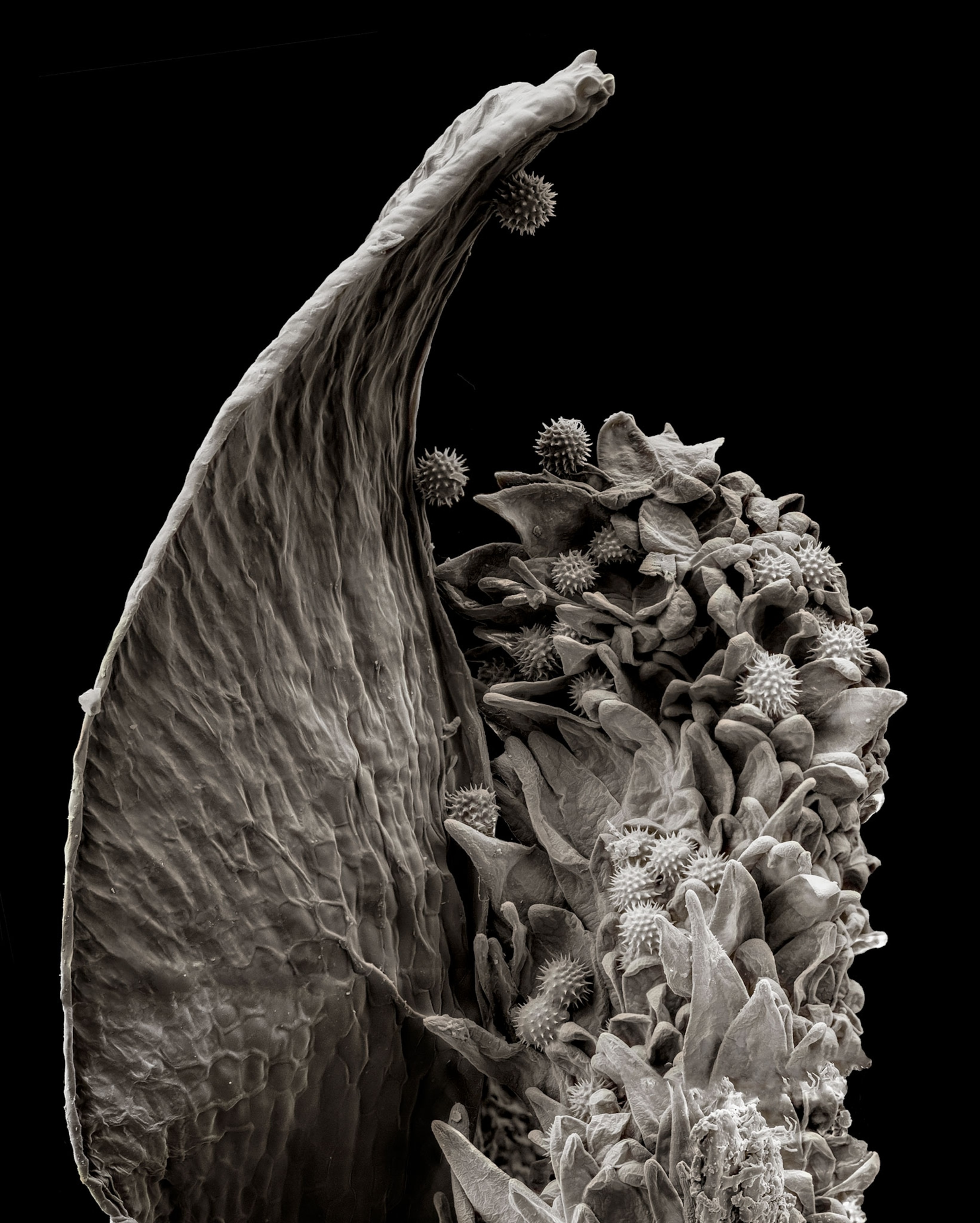 Sunflower seed and pollen