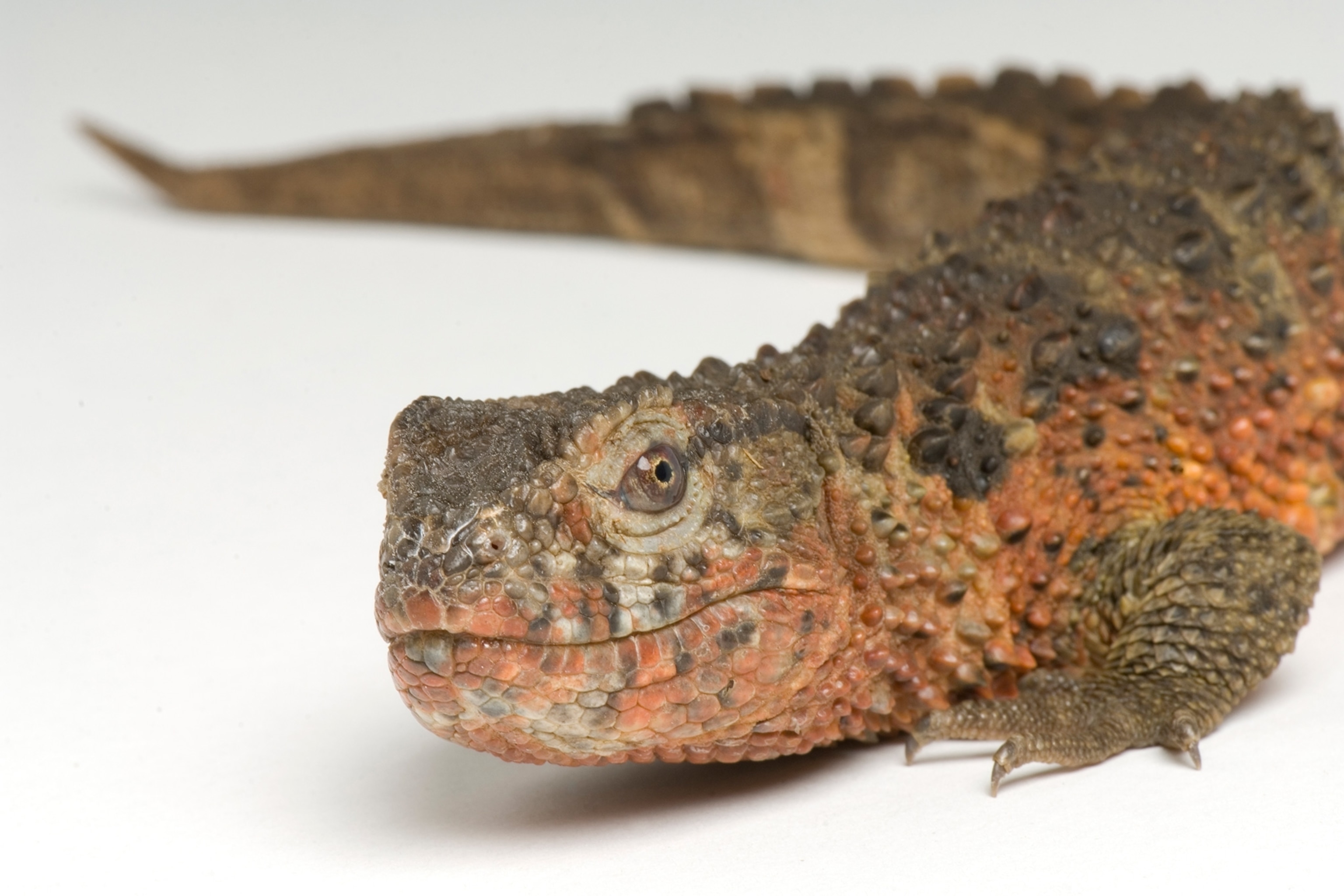 a crocodile lizard