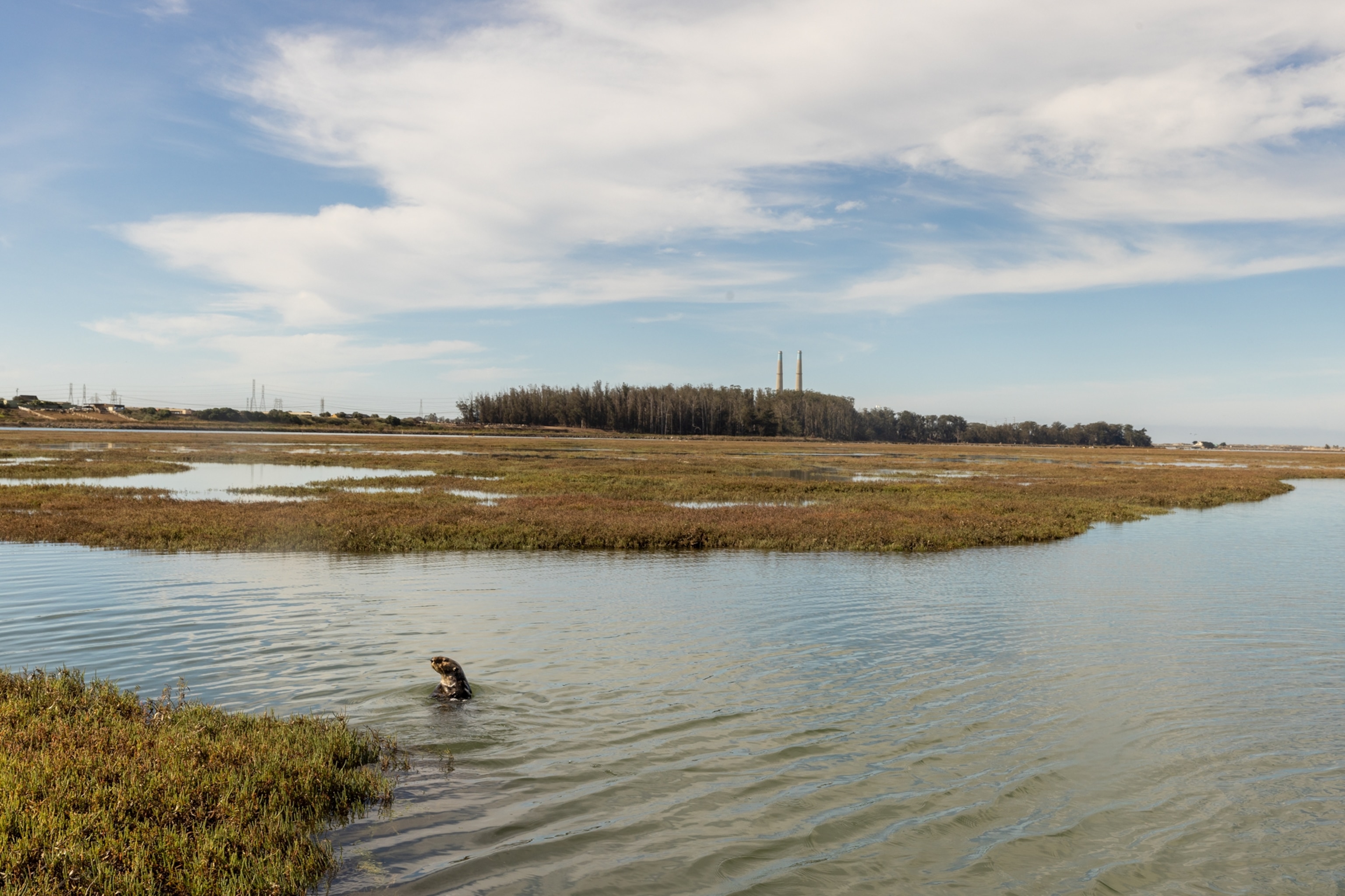 Picture of a sea otter popping its head above water in a shallow grassy shore.