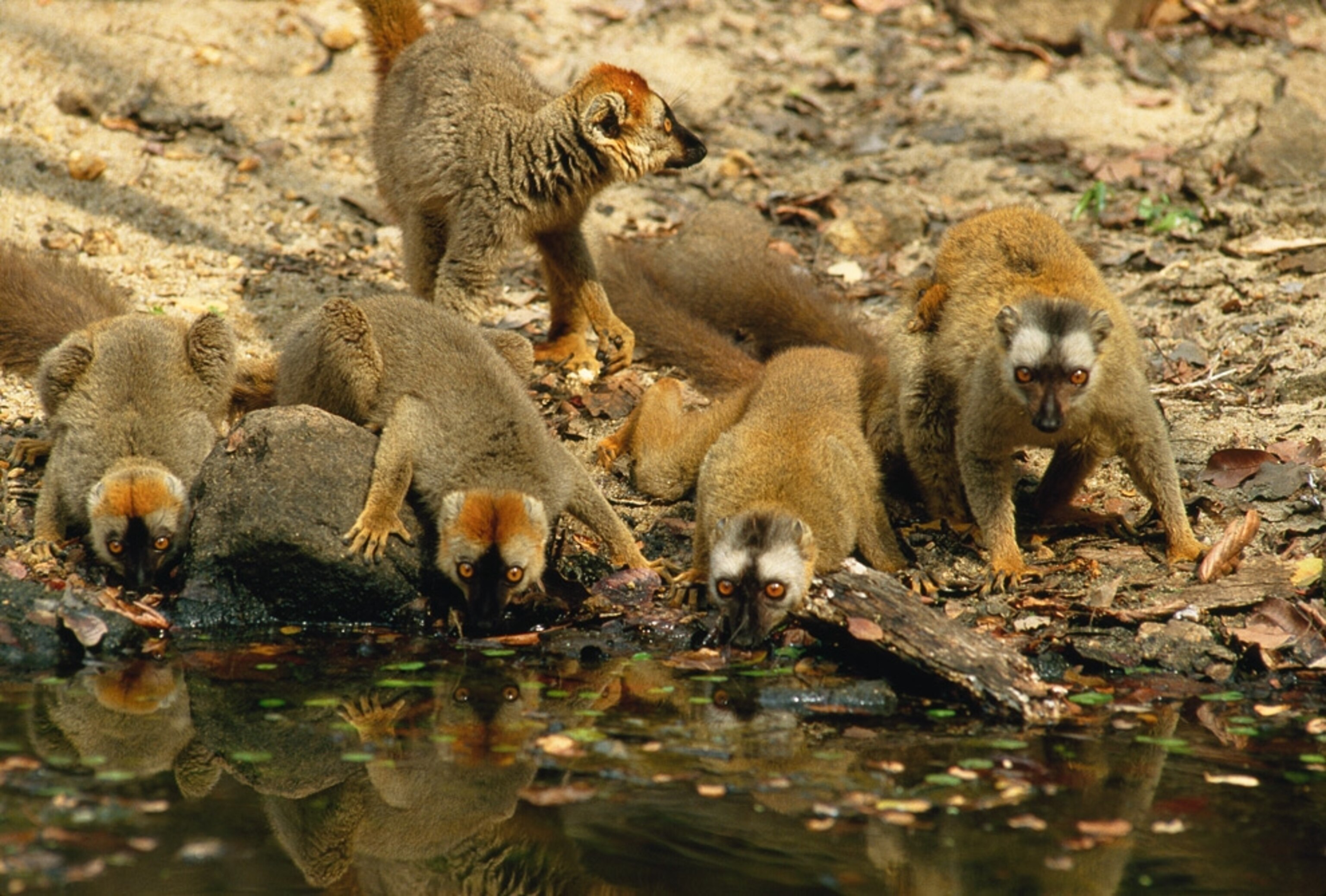 Lemurs at water's edge.