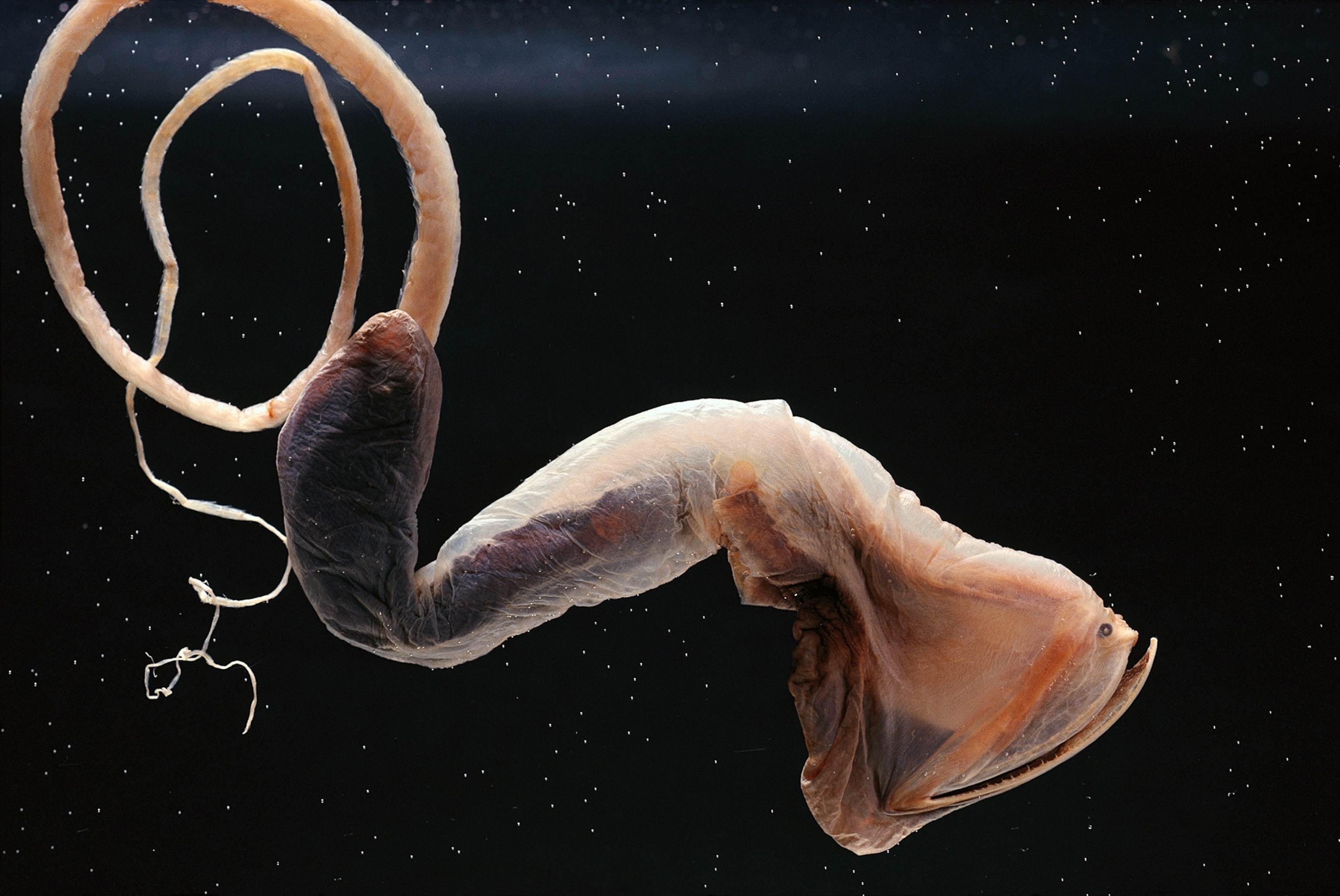 A long brown eels head is flat and id liek a funnel photographed on a black background.
