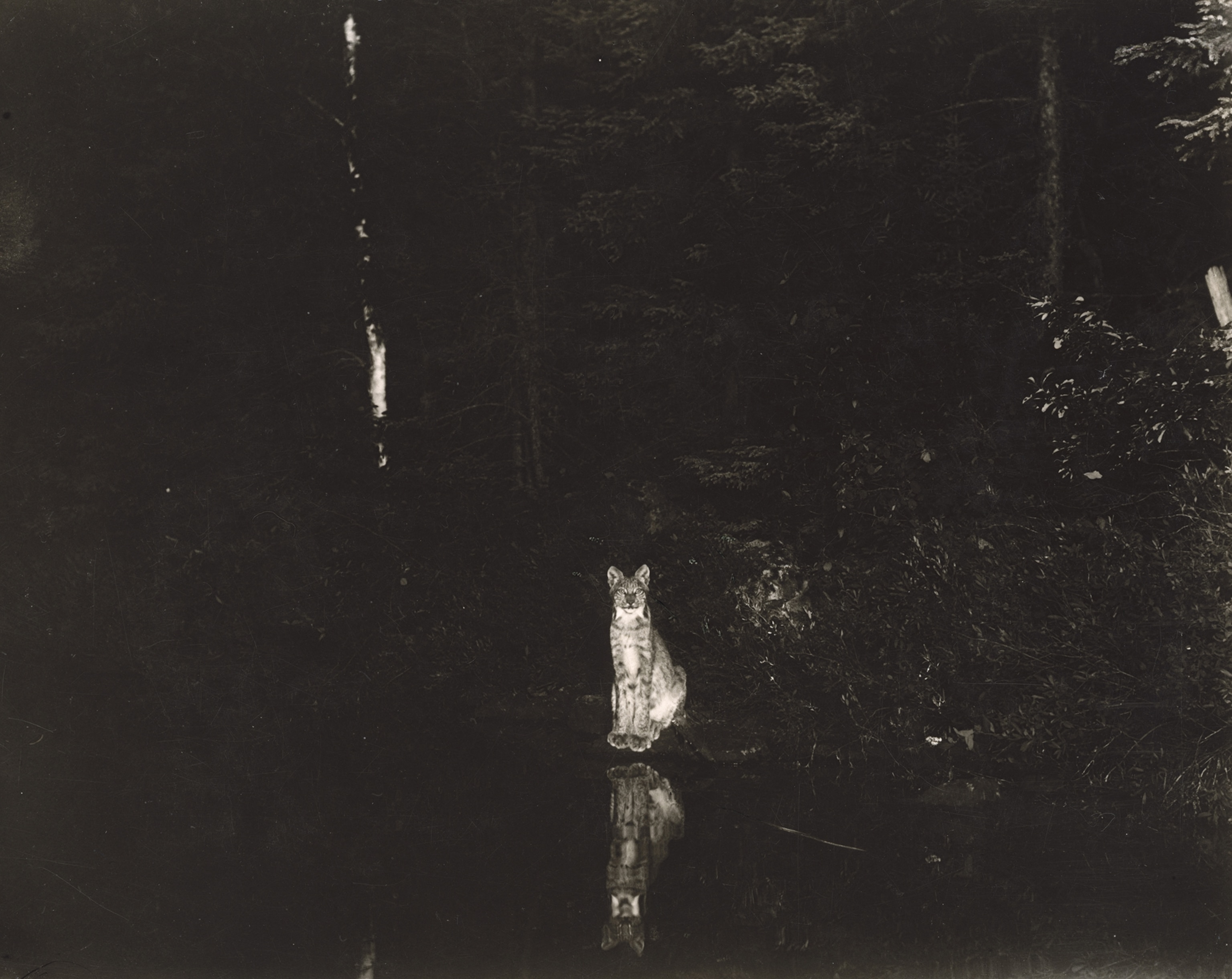 A lynx photographed at night by wildlife photographer George Shiras.