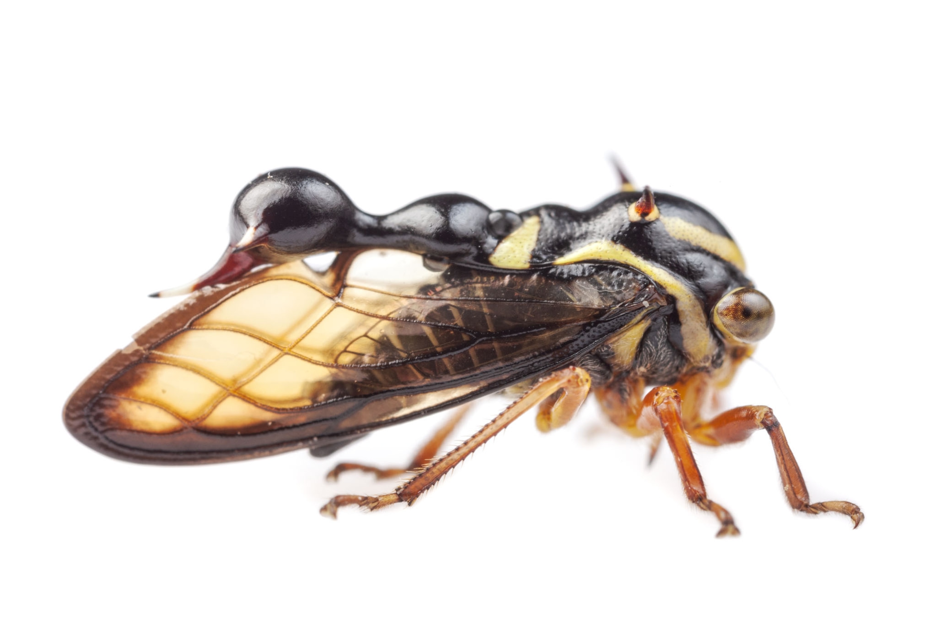 a treehopper on a white background