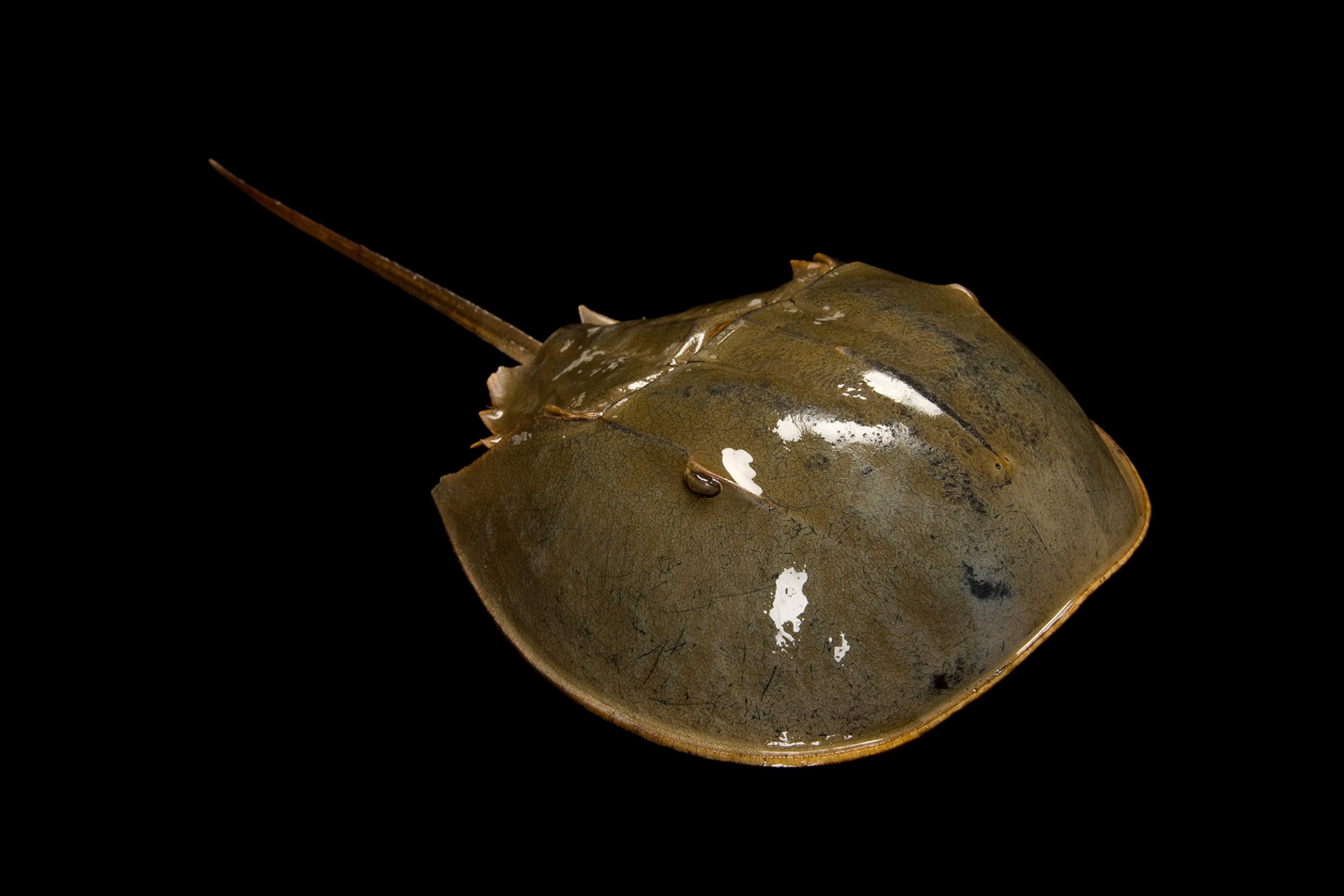 a horseshoe crab