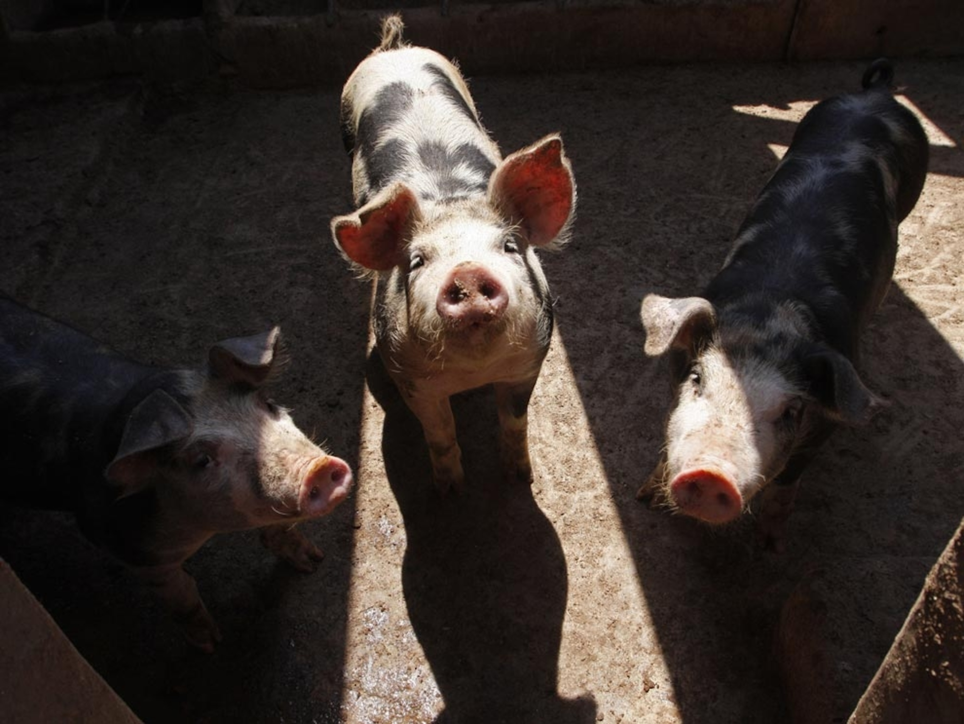 Pigs in a pen