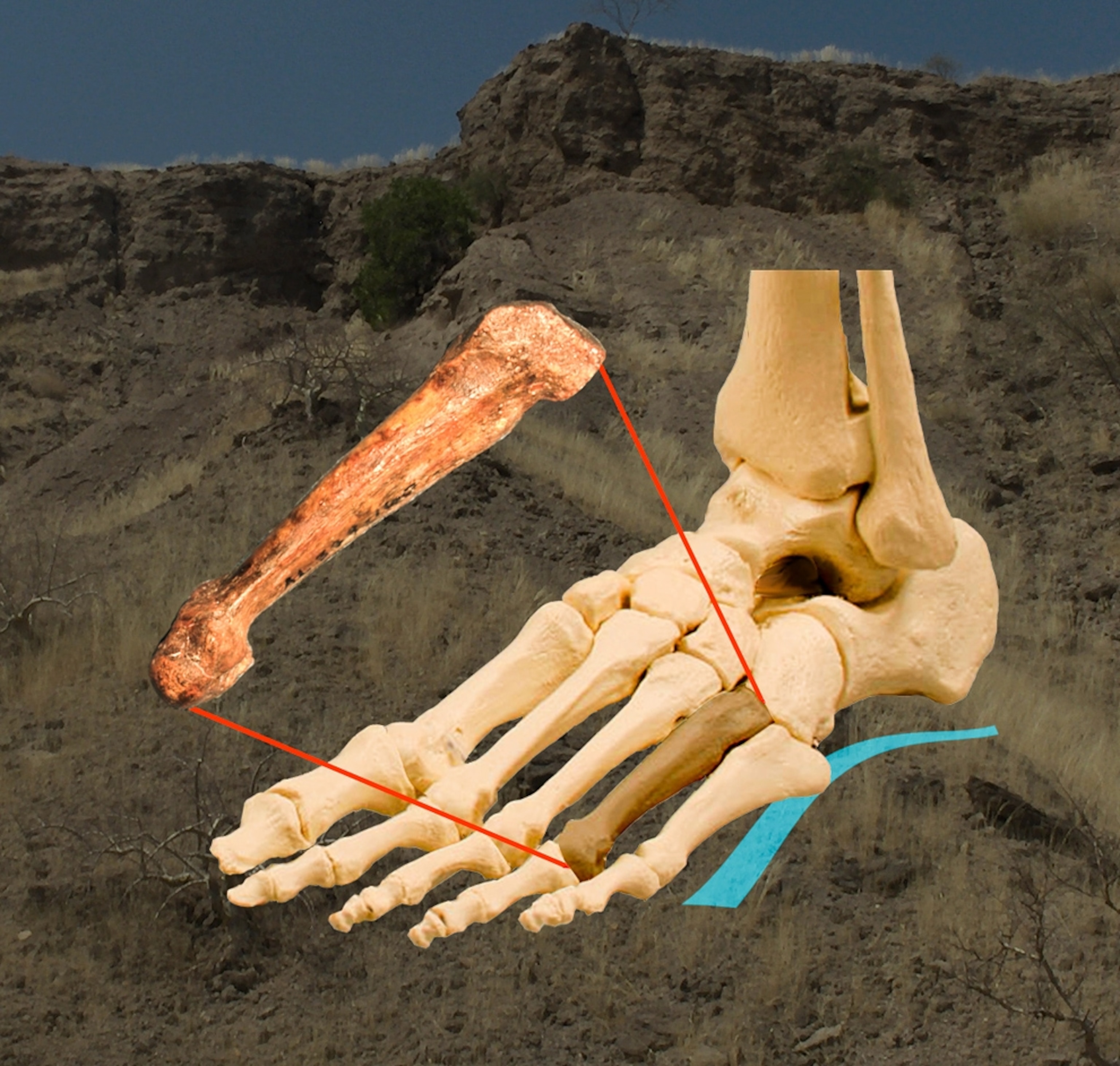 A diagram showing how a foot bone from the early human Australopithecus afarensis resembles that of a modern human.