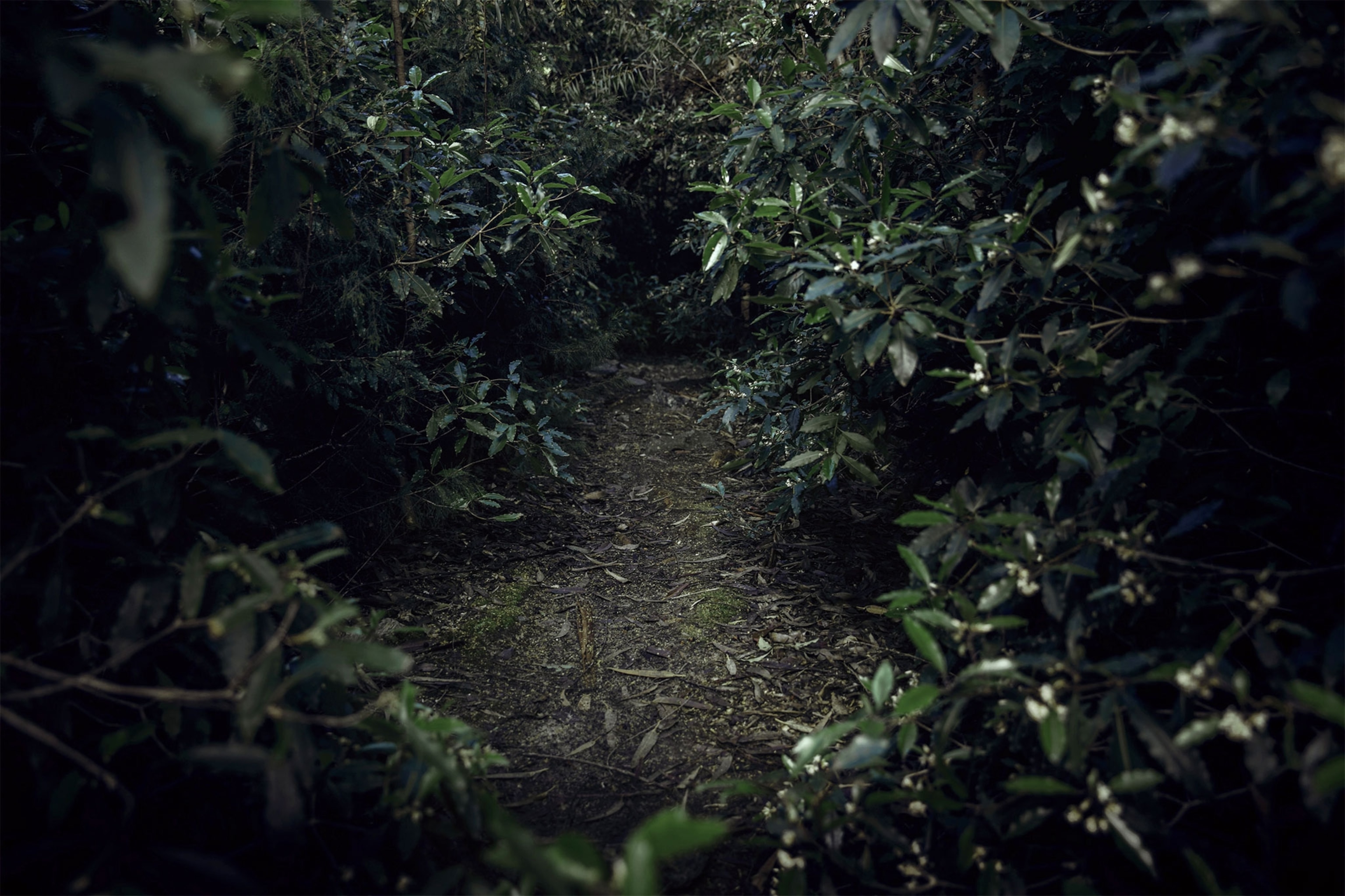 a forest in Uruguay